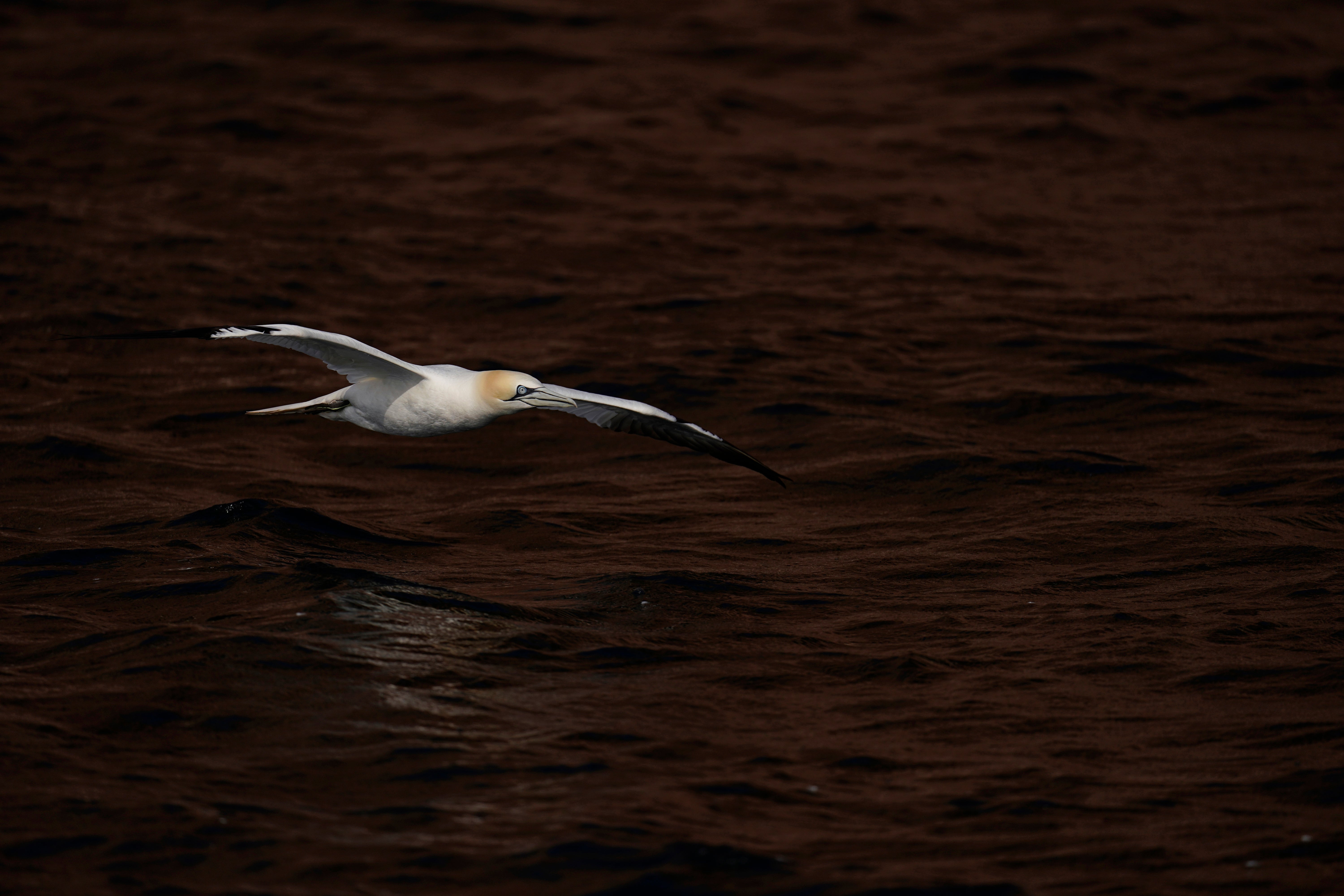 COP27 Climate Bonaventure Gannets