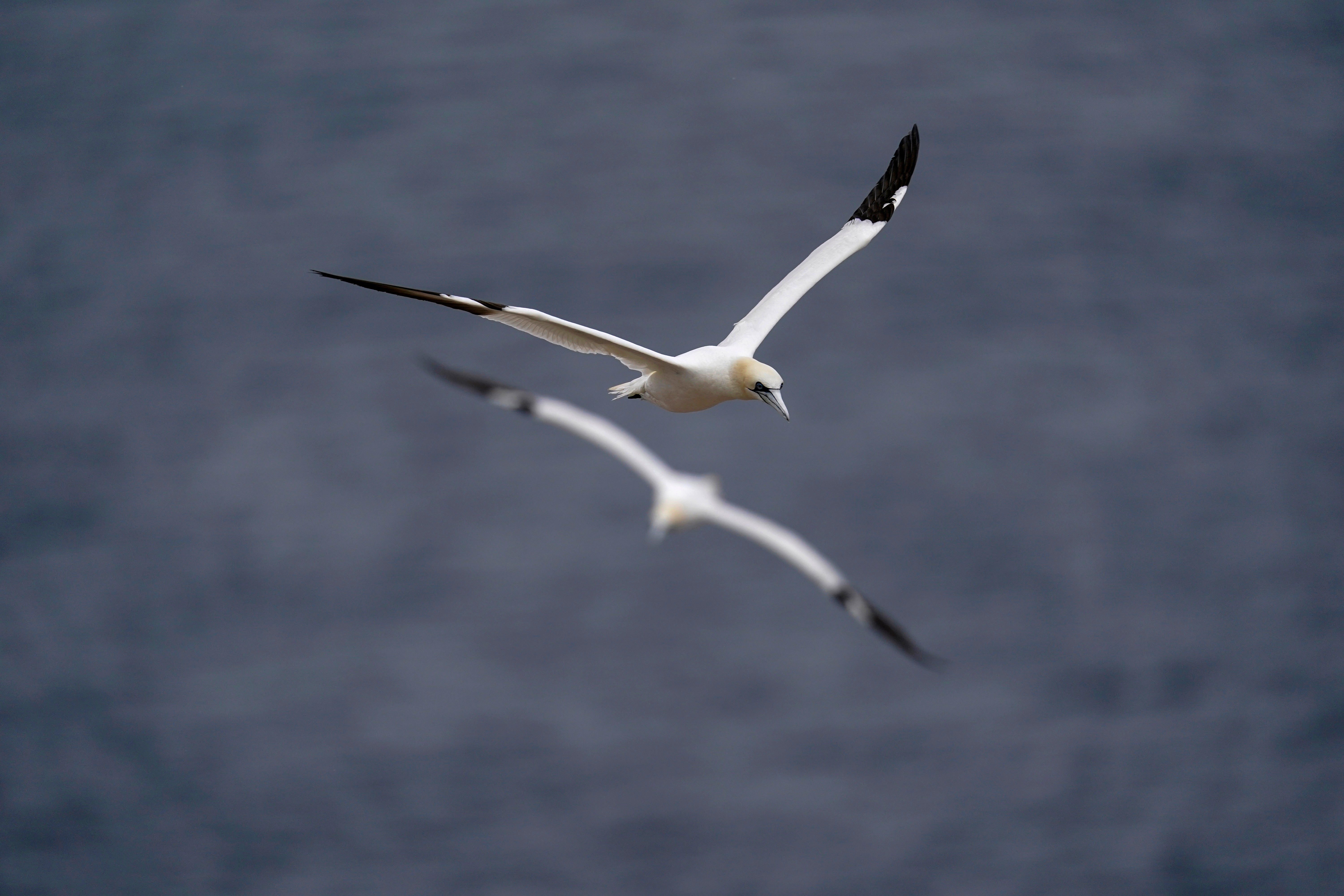 COP27 Climate Bonaventure Gannets Colony Life