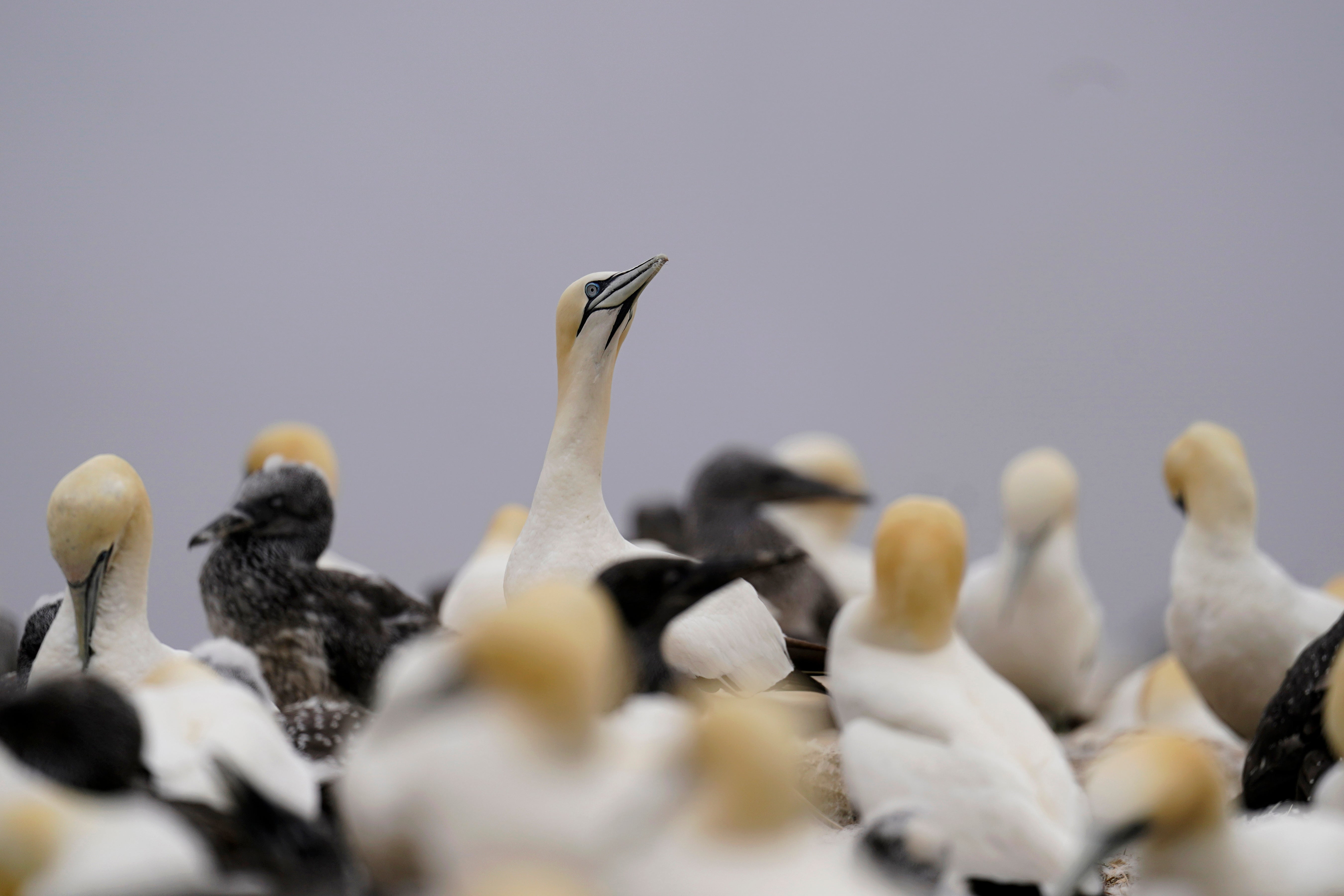 COP27 Climate Bonaventure Gannets Colony Life