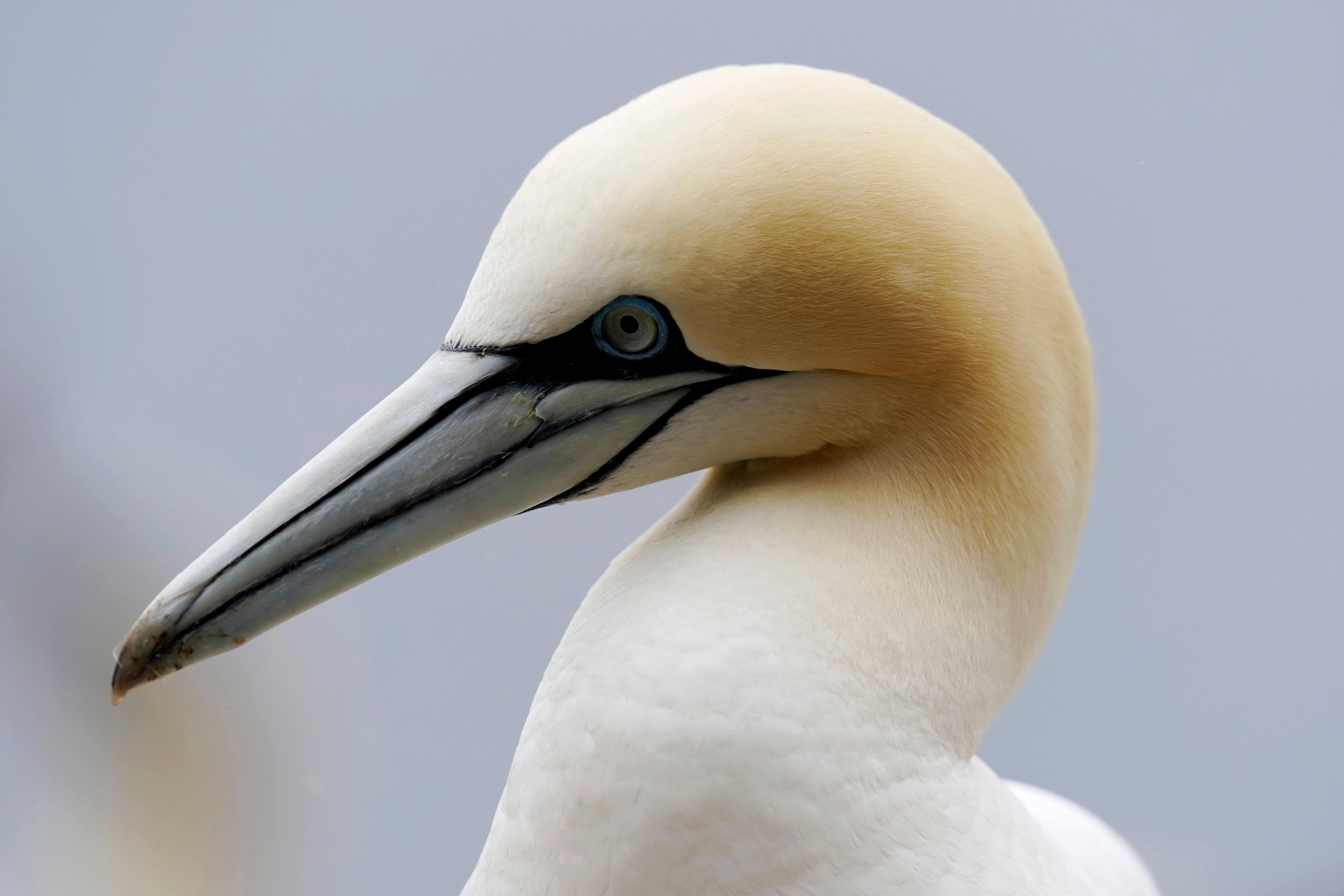 COP27 Climate Bonaventure Gannets Colony Life