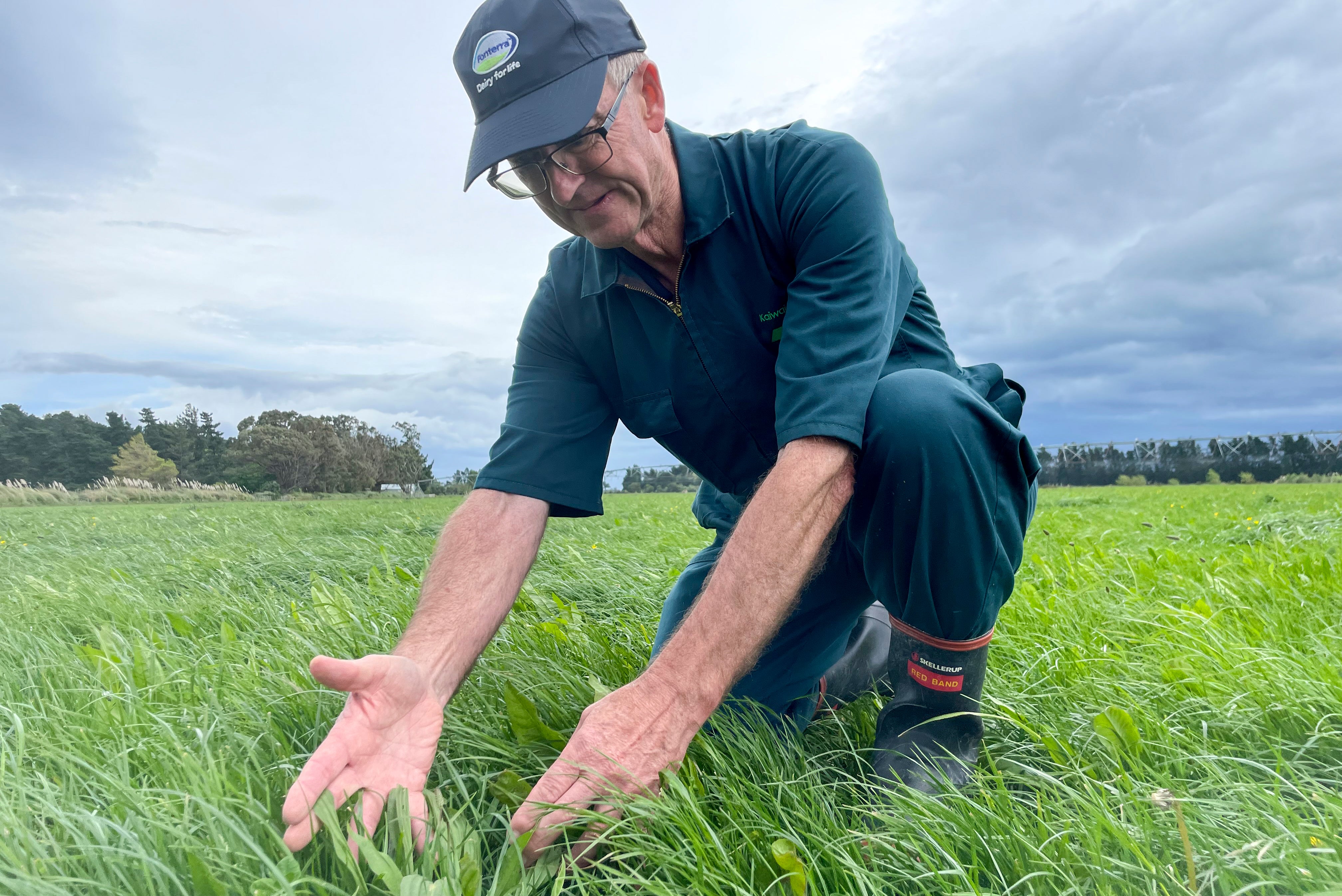 New Zealand Cow Burps