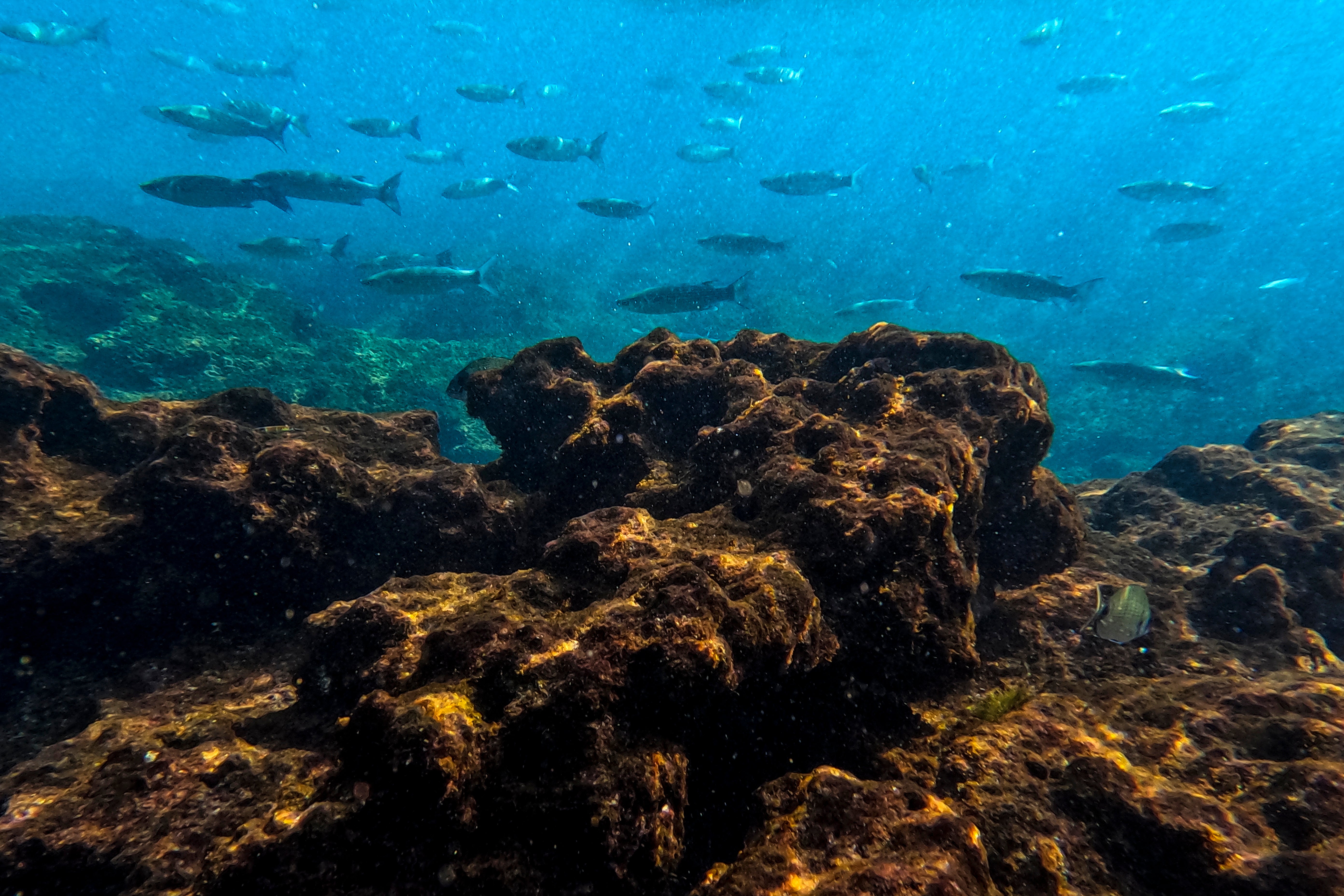 COP27 Israel Marine Protected Areas