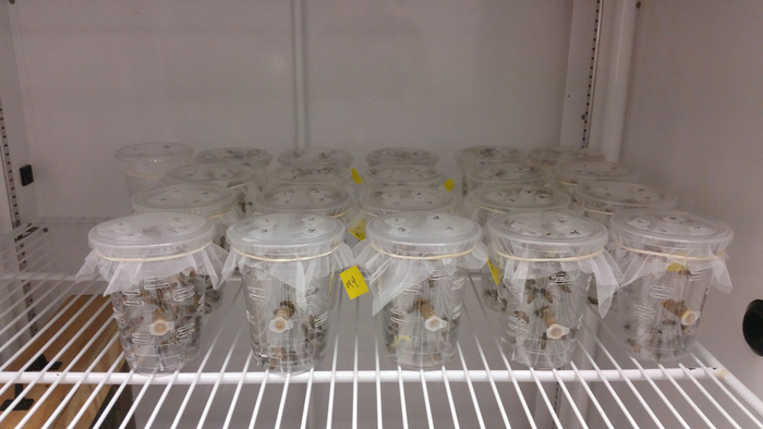 Caged honey bees used by Maryland University researchers