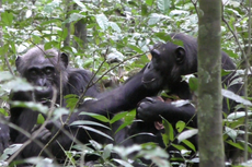 Wild chimpanzees show others objects simply to share attention