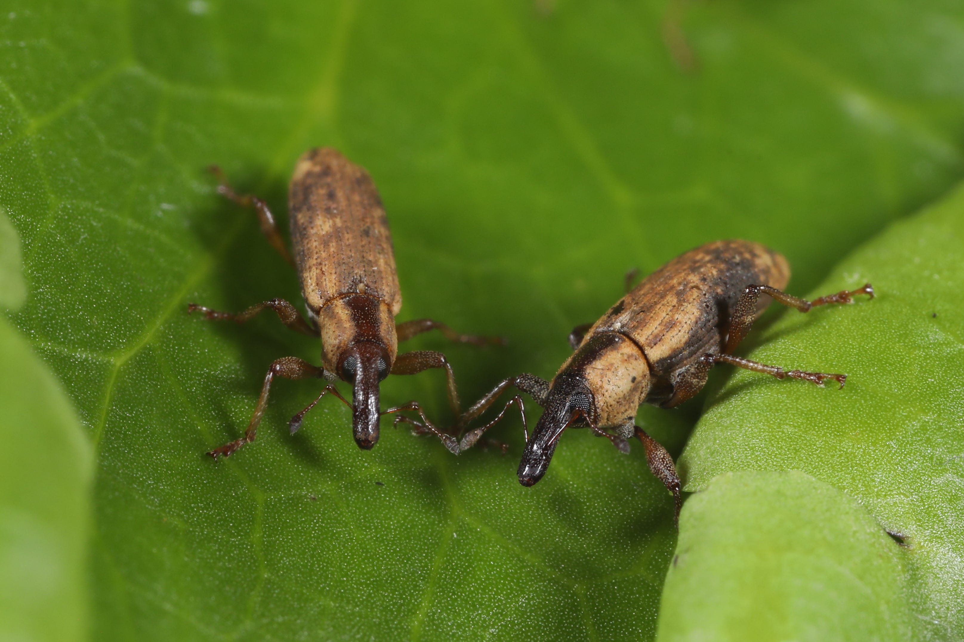 Floating pennywort weevils (CABI/PA)