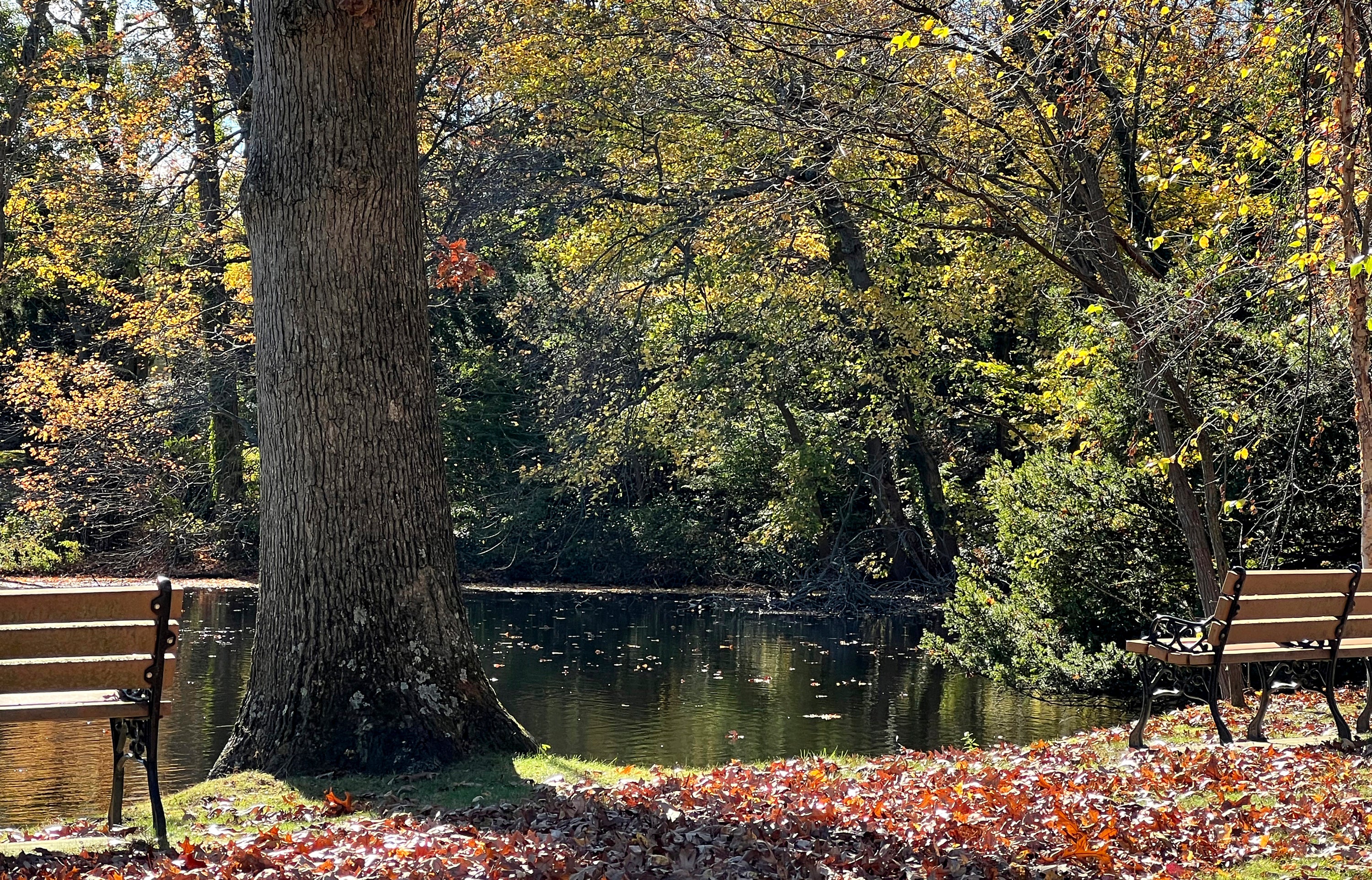 Gardening Fall Foliage