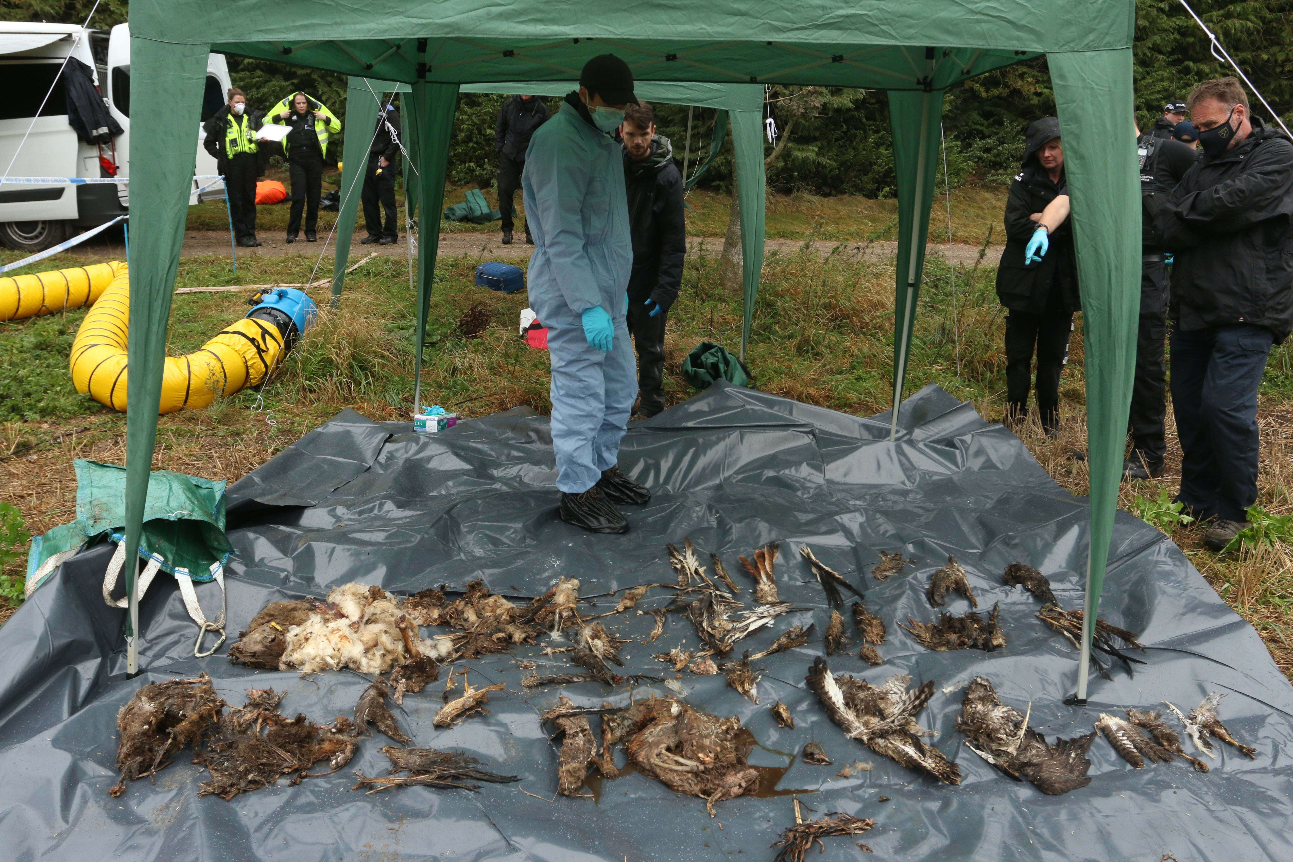 A ‘mass grave’ of illegally killed raptors was found down a well in Wales