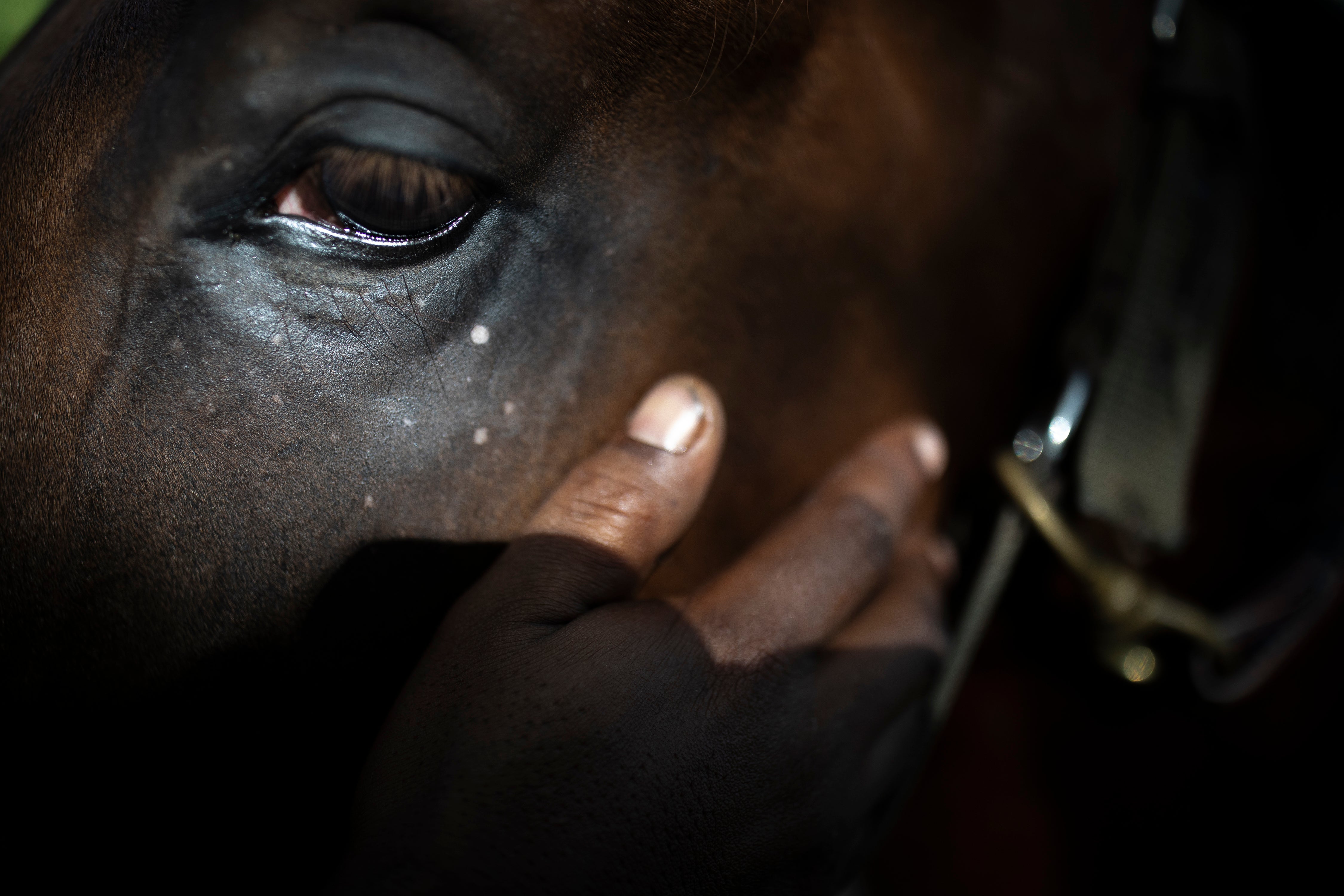 Colombia Horse Racing Island
