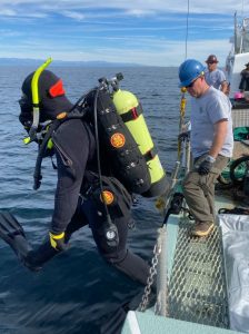 A rescue diver enters the water on 11 November as police investigate remains found off the Channel Islands