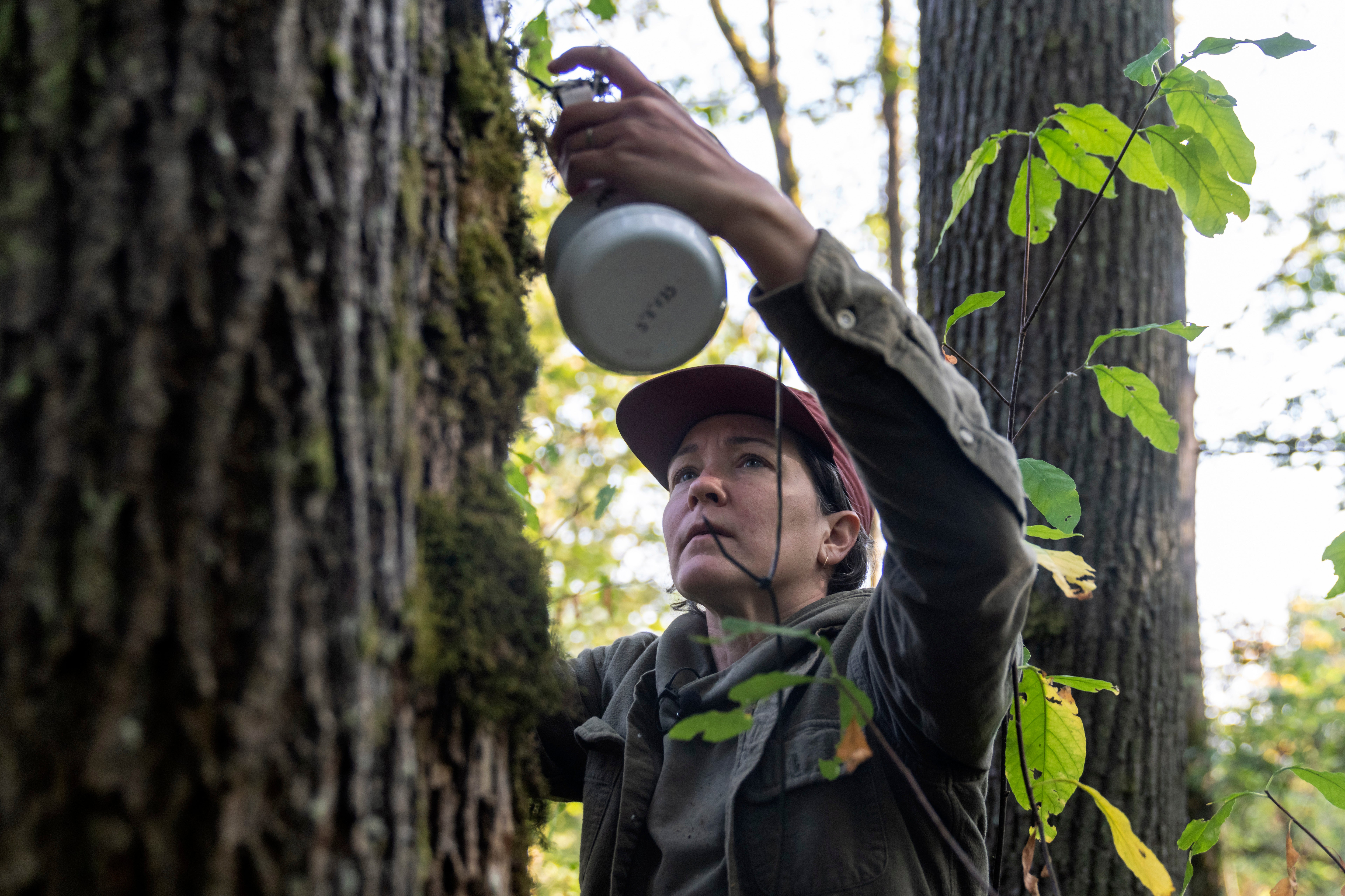 COP27 Climate Change City Trees