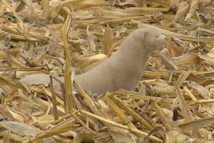 One of the estimated 10,000 minks that were let loose from a farm in Hoaglin Township, Ohio, by animal activists