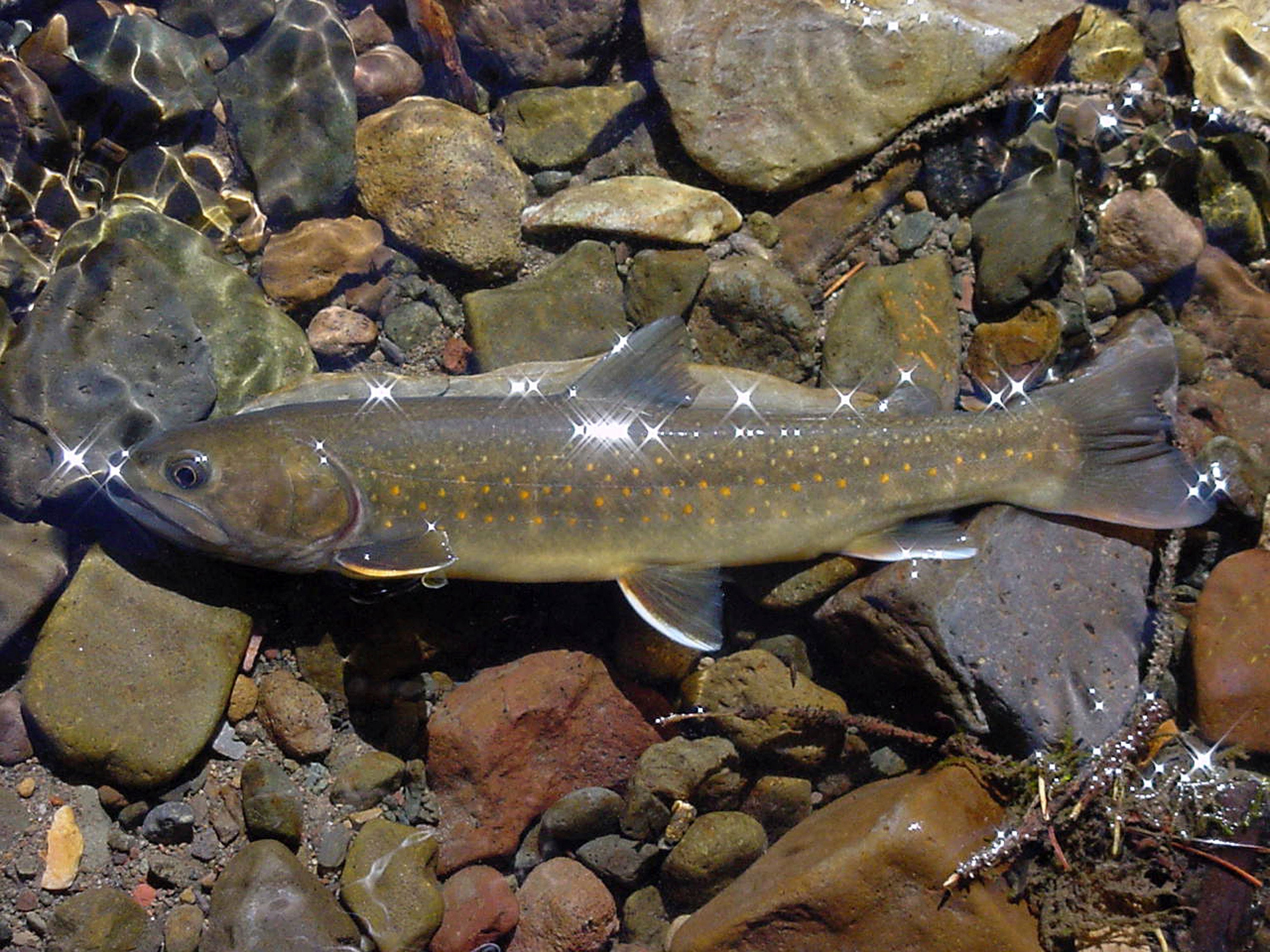 National Forests Stream Restoration