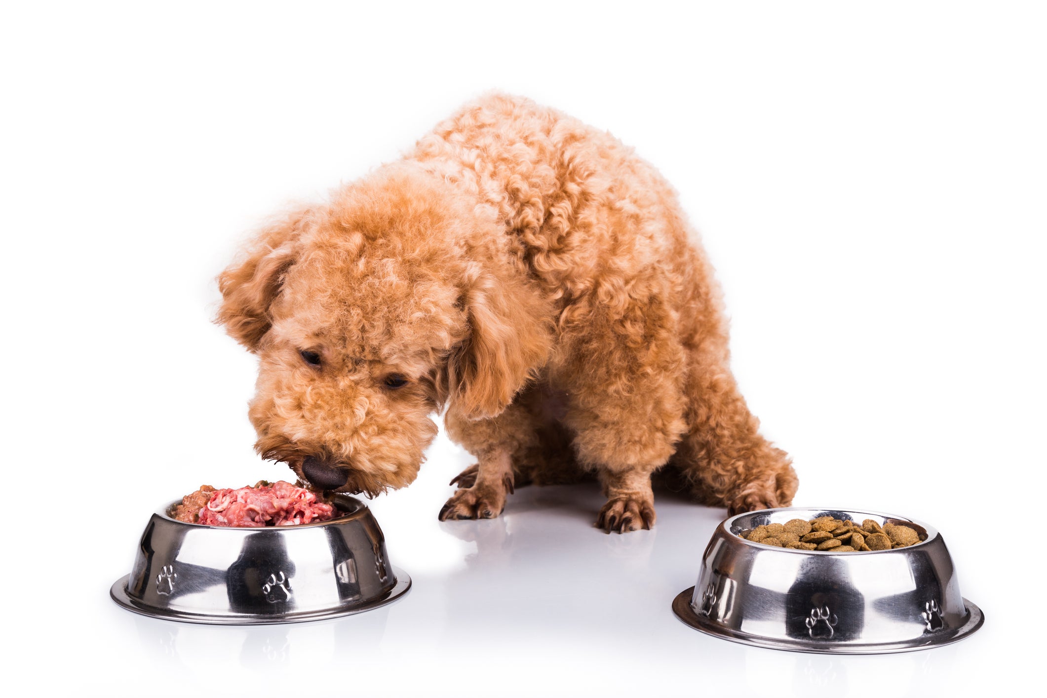 What food should you feed your pets to help tackle climate change?