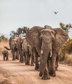 Botswana faces fierce resistance from west Africa over ivory trade proposal