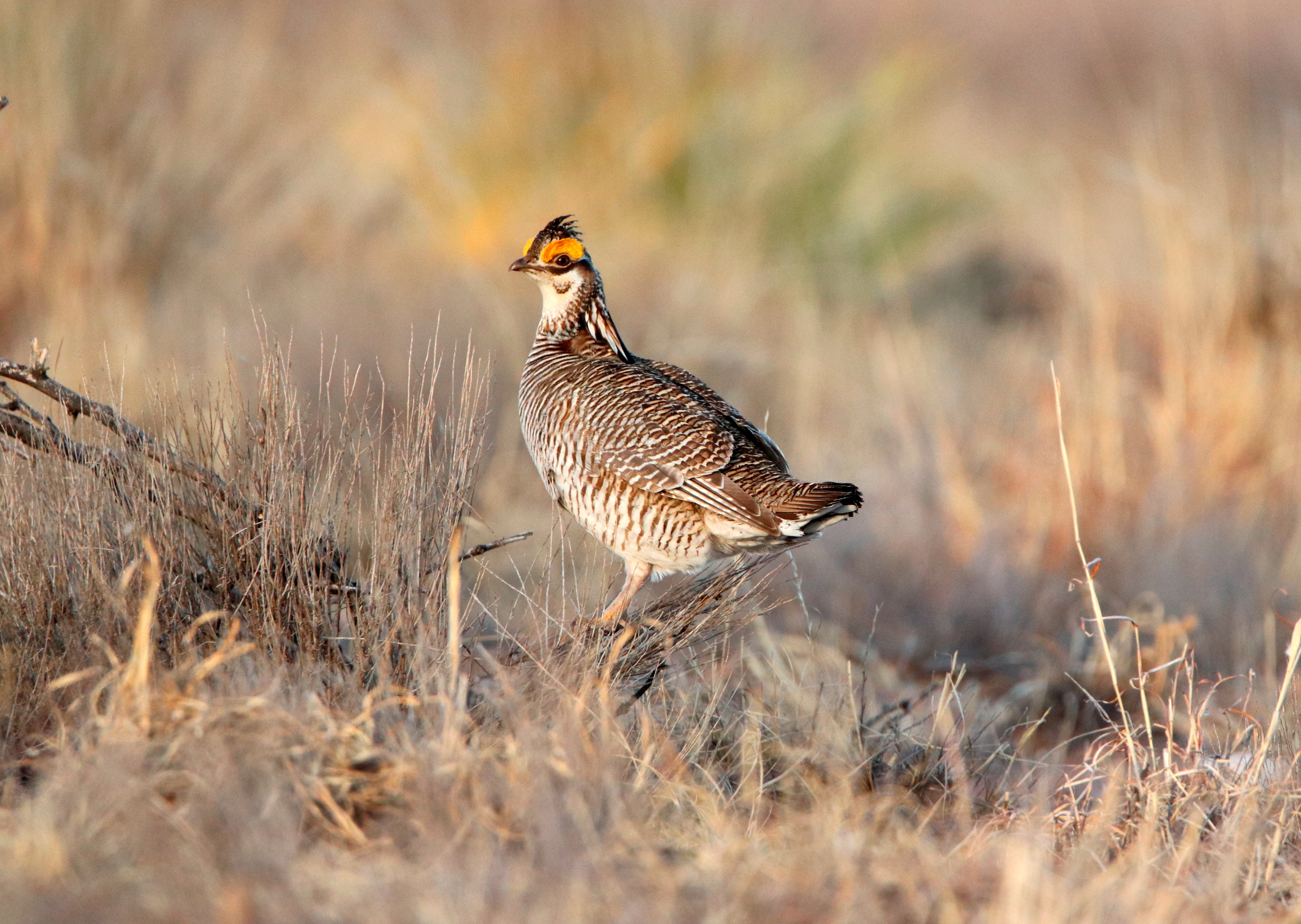 Rare Grouse-Endangered Species