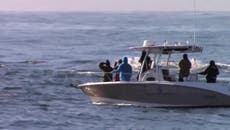 Pod of humpback whales surround and ‘greet’ small boat off California coast