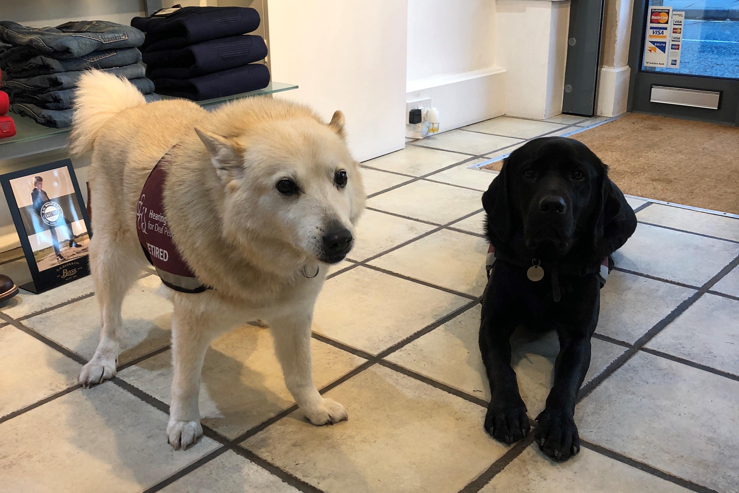 Hettie (left) and Vectra (right) (Hearing Dogs for Deaf People)