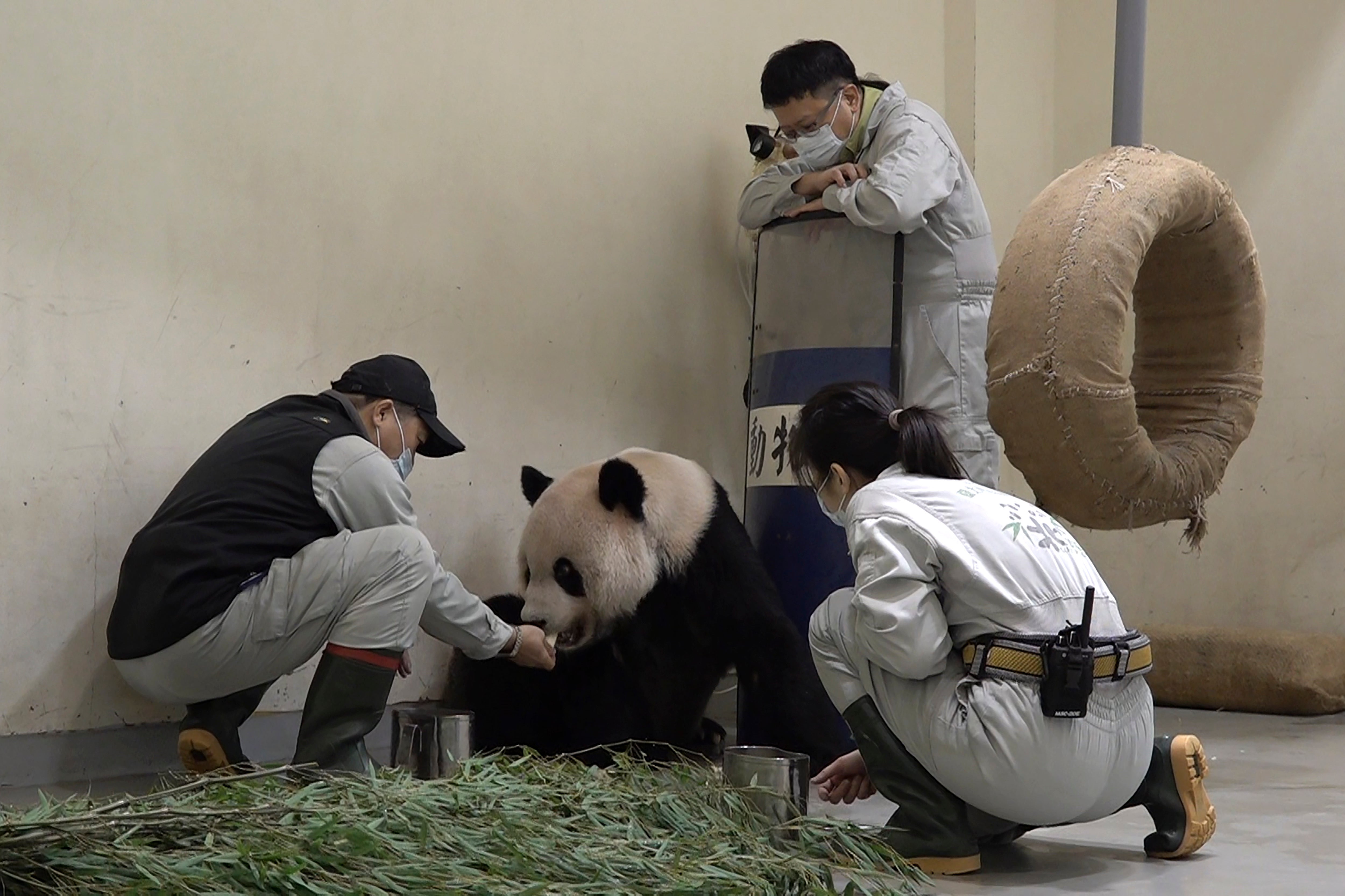 Taiwan Panda Death