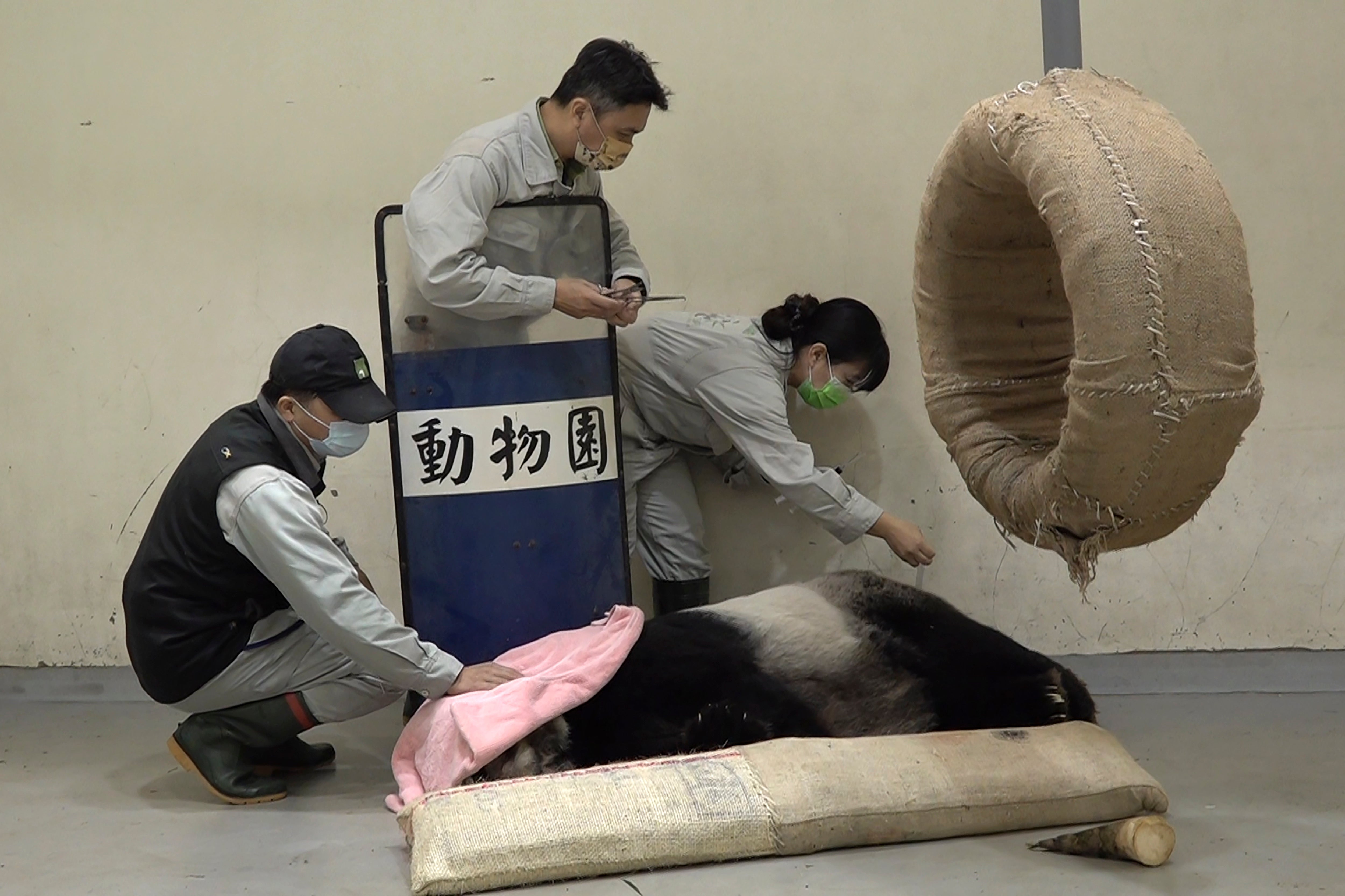 Taiwan Panda Death