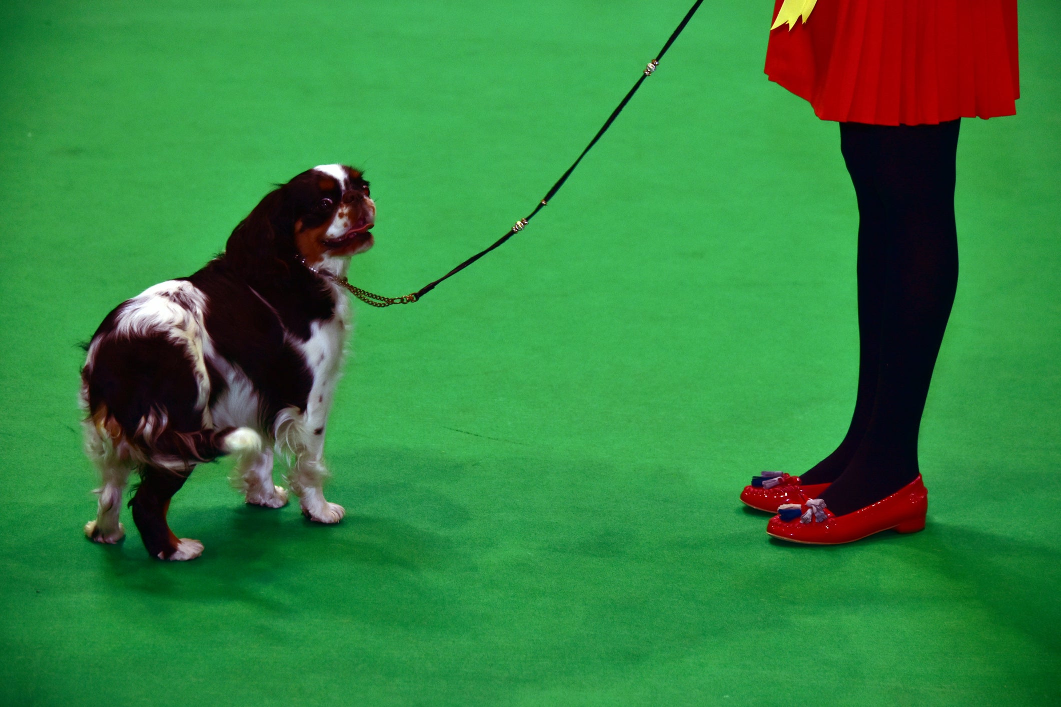 Dogs have evolved to be arch manipulators, playing on the emotions of their owners