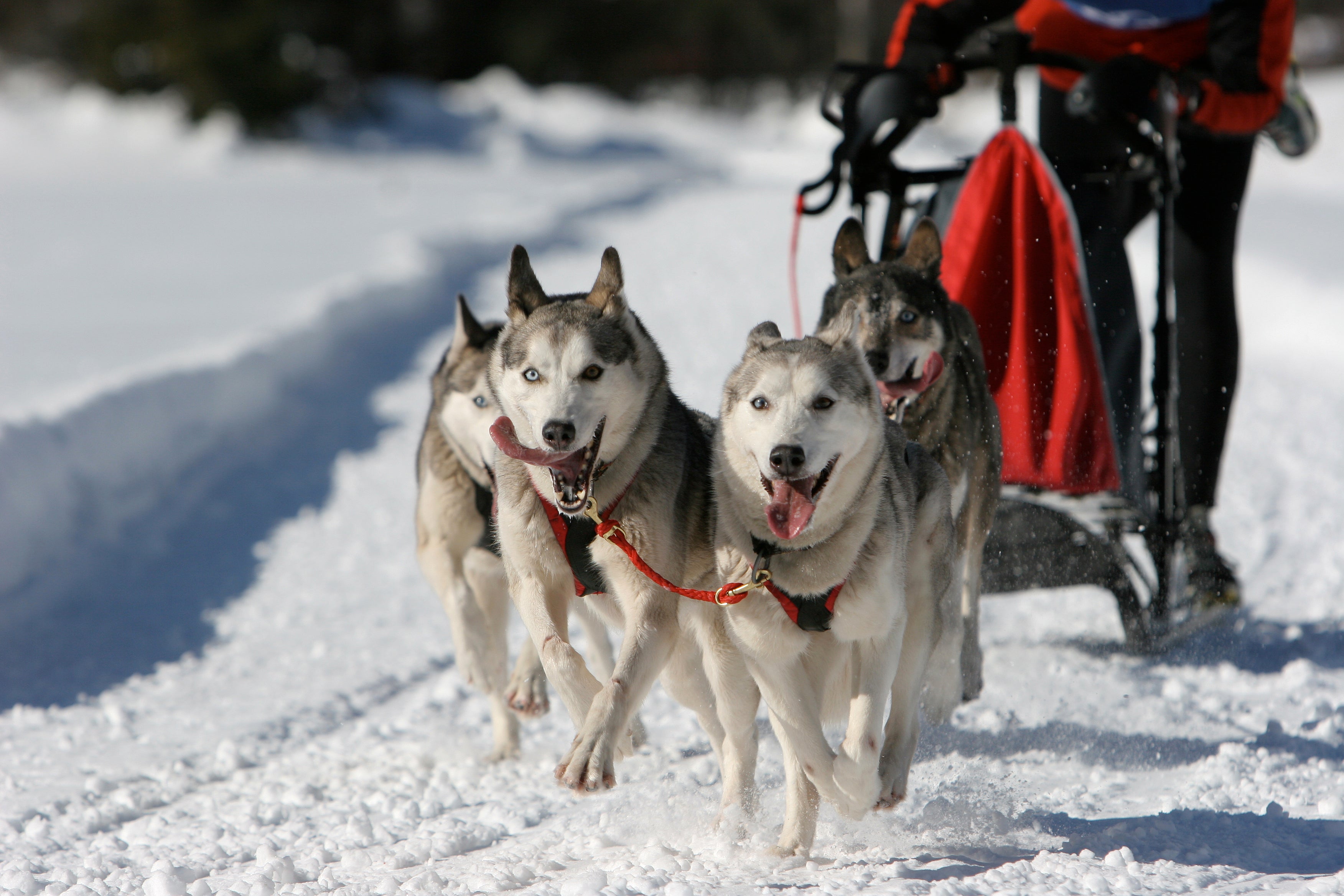 It’s likely that wild canines were valued by humans as protectors, guard dogs, transporters and – crucially – hunting companions