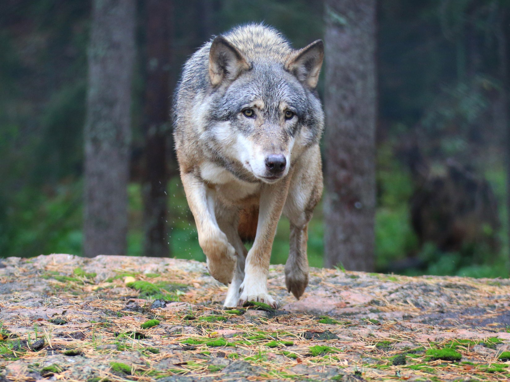 As our ancestors transitioned away from a nomadic lifestyle, wolves began congregating around campsites to scavenge on bones and vegetable scraps