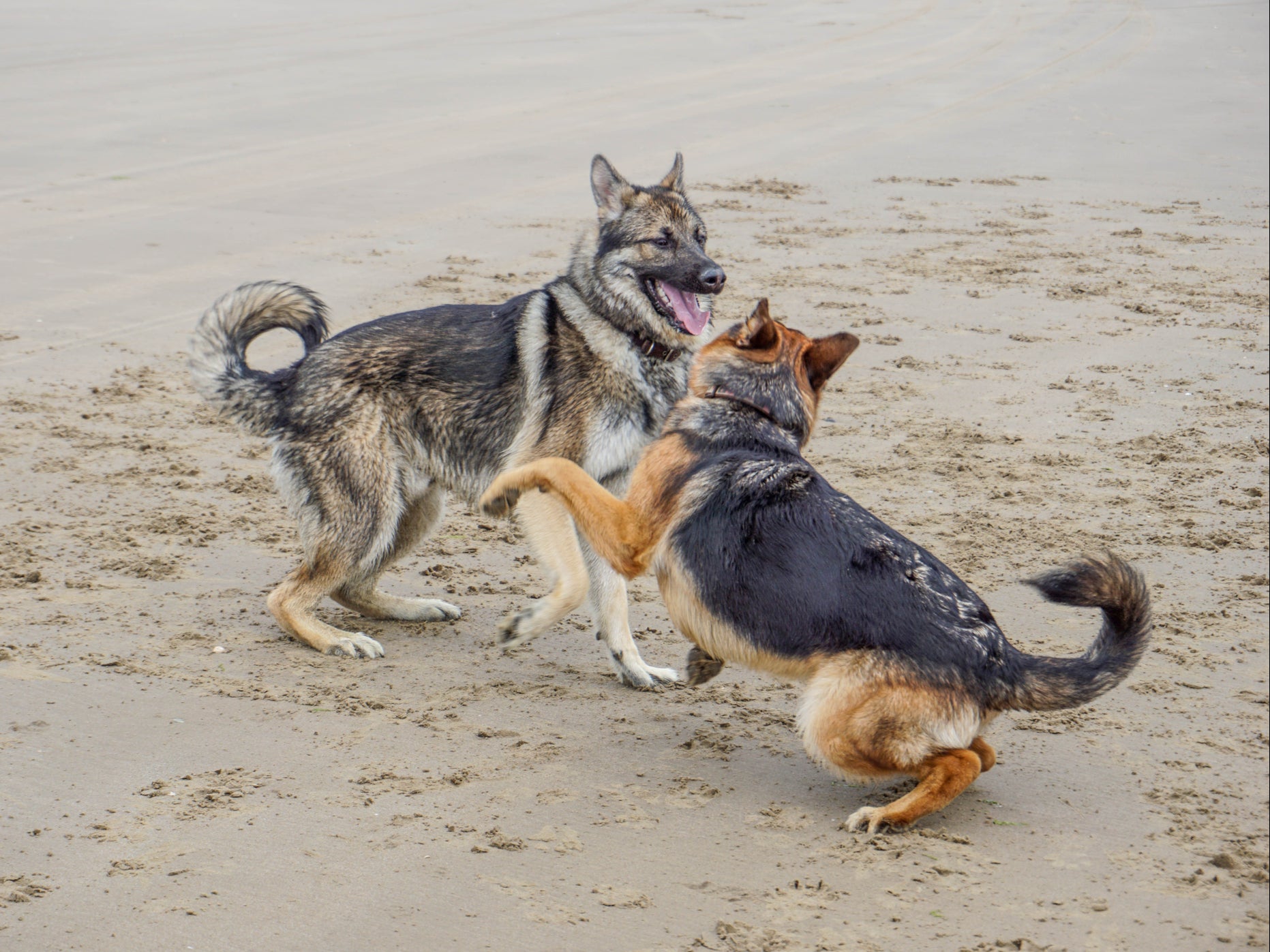 The theory of how wolves transitioned into dogs could also illuminate how our own species underwent a similarly dramatic self-domestication process around 40,000 years earlier