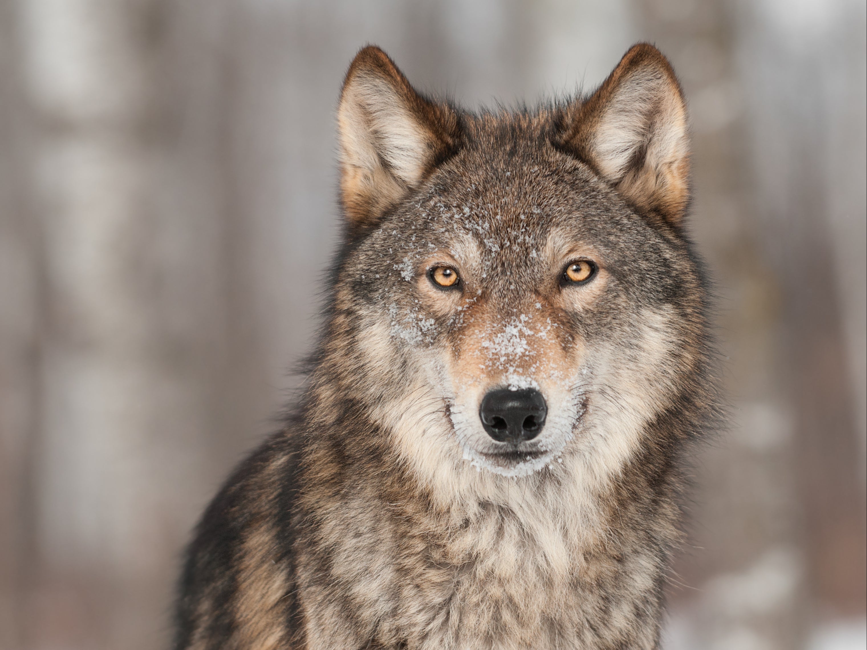 Ancestors of modern dogs may have had their origins in east Asia before spreading out into Eurasia