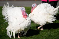 What happens to the turkeys the president pardons?