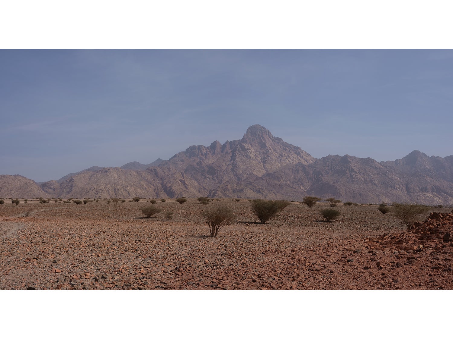 Acacia trees in NEOM’s desert wilderness: native trees are essential to the land’s recovery