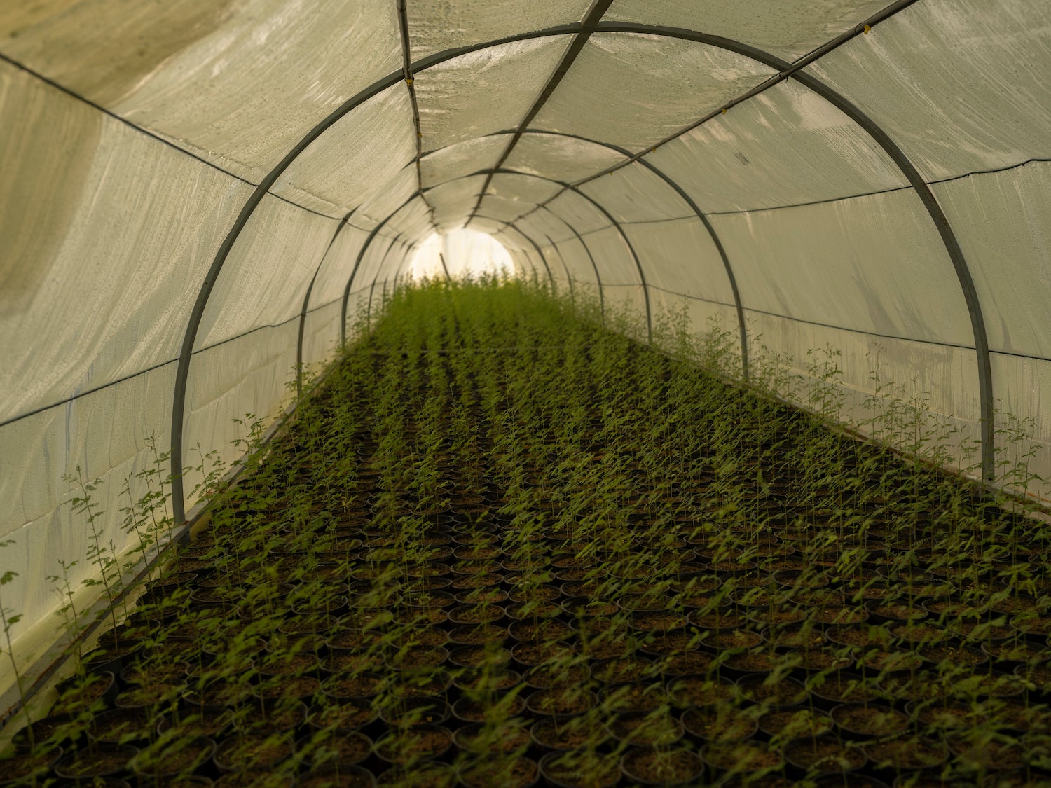 Acacia seedlings growing for NEOM at a nursery near Riyadh