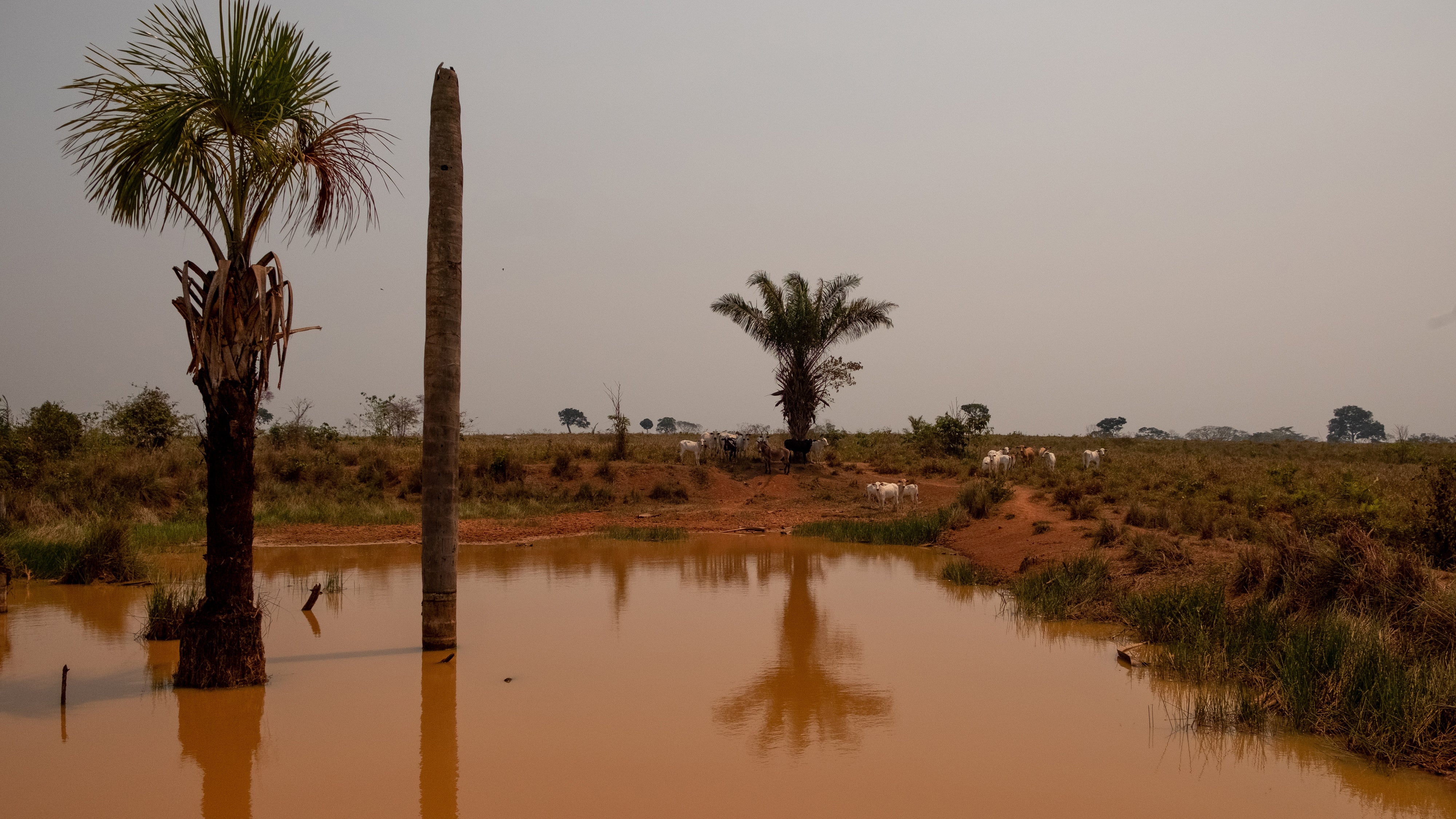 Cattle by a muddy pond in the Apurinã Indigenous Territory