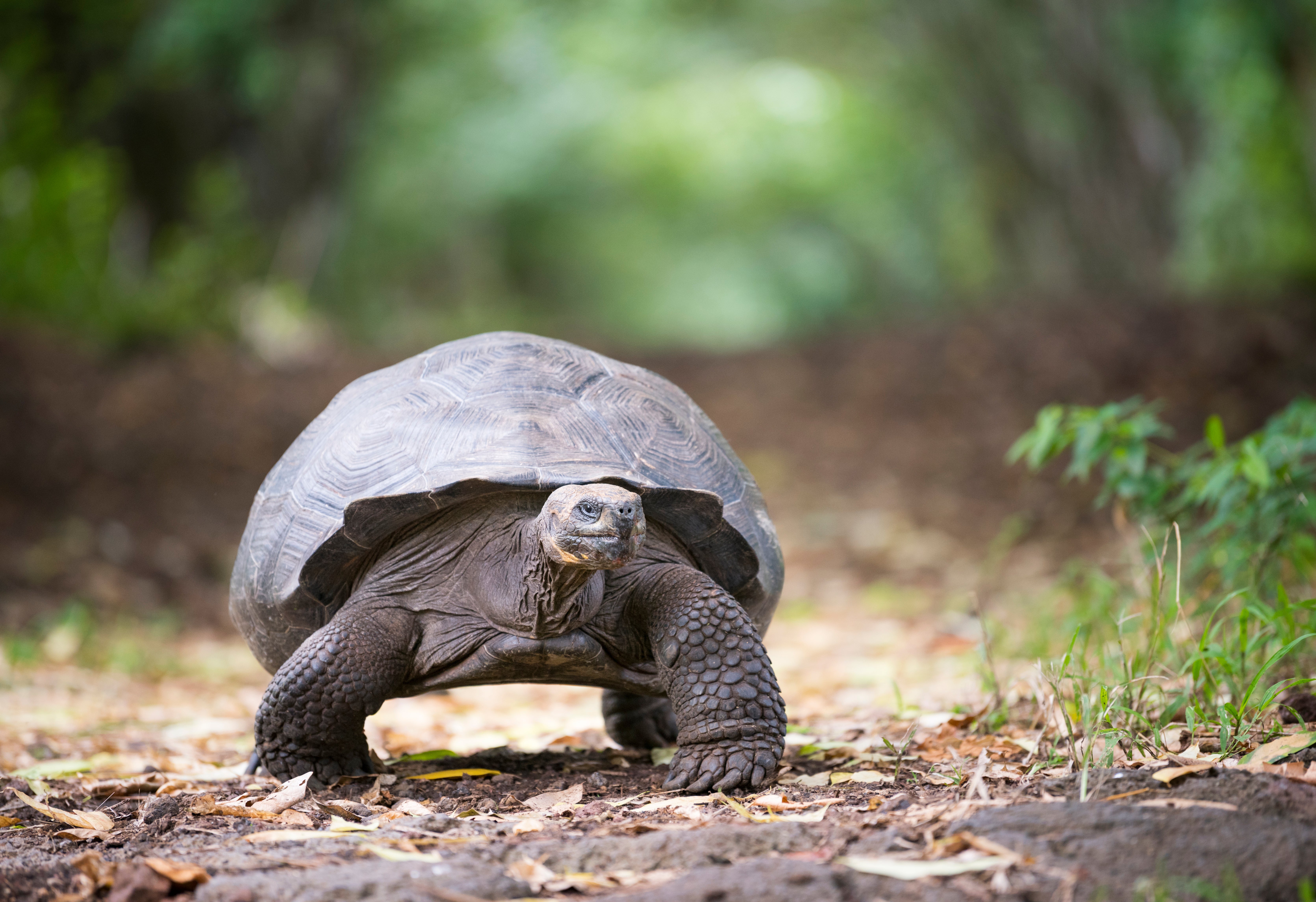 This groundbreaking discovery in turtles and tortoises is believed to date back 400 million years ago