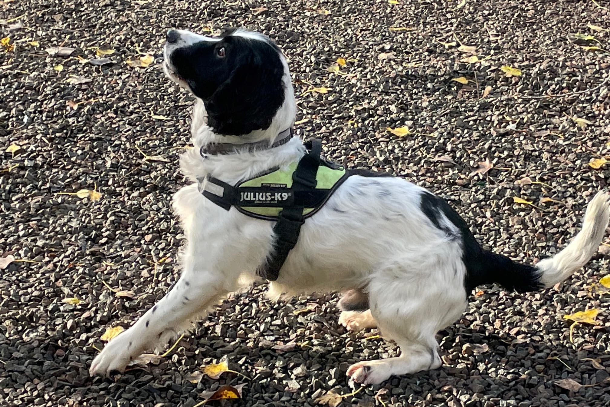 Jac the springer spaniel can sniff out faults (Lucinda Cameron/PA)
