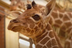 New baby giraffe is ‘vital’ for conservation, Whipsnade Zoo says