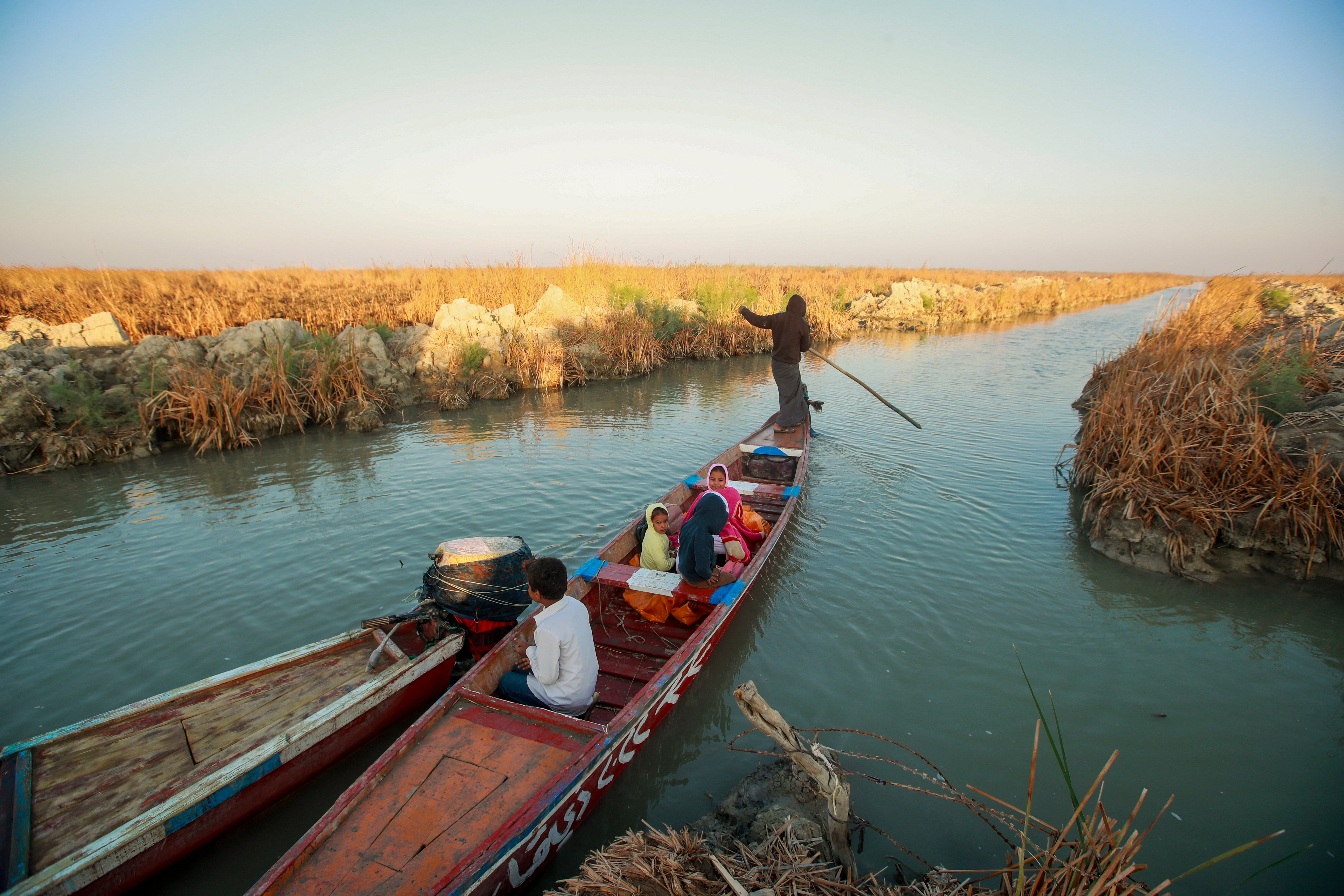 Iraq Water Buffalos