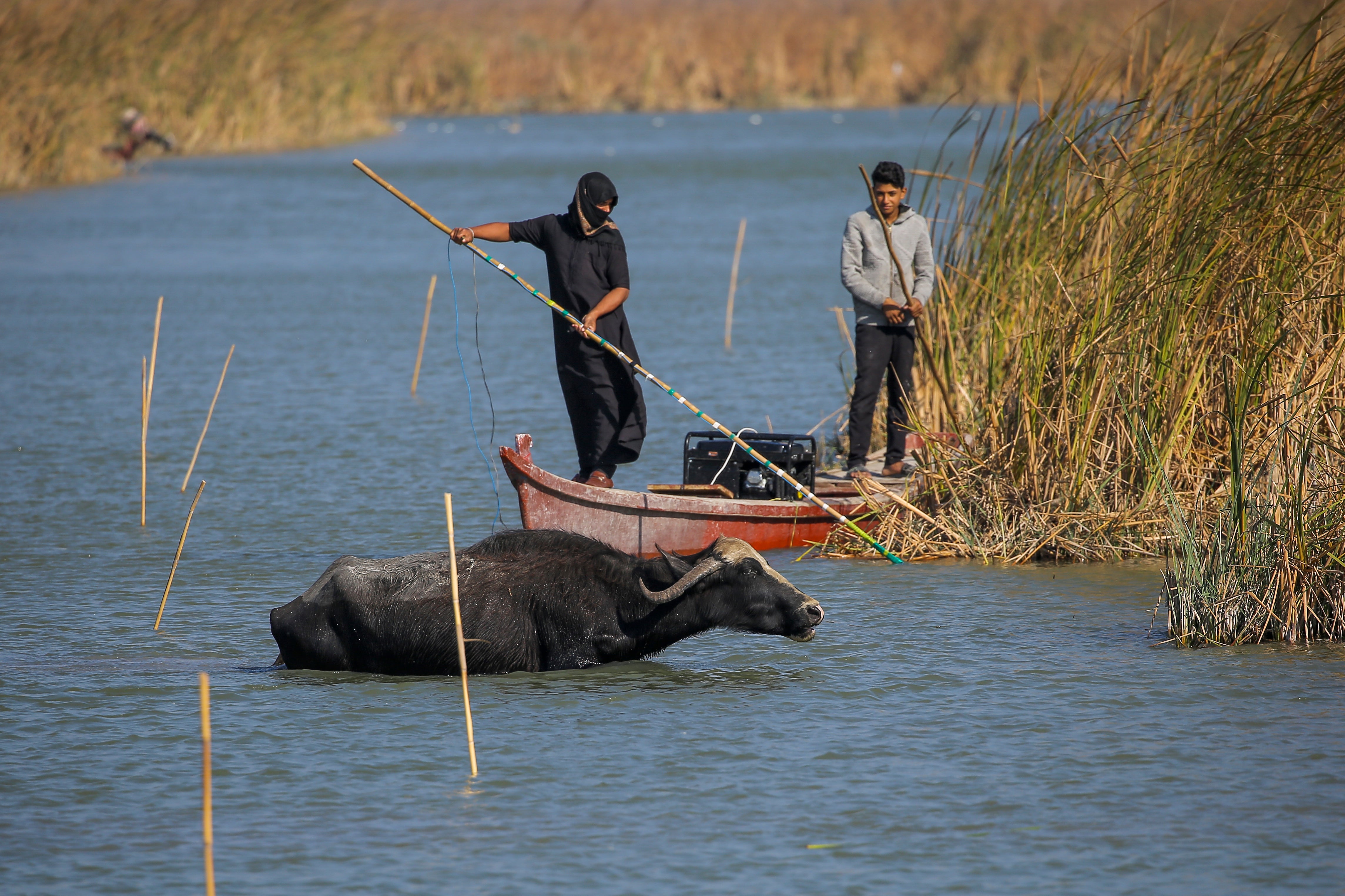 Iraqi buffalo herders in the marshes of Chibayish collect reeds as water buffalos drink water following a summer of severe water shortages in Dhi Qar province, Iraq in 2022