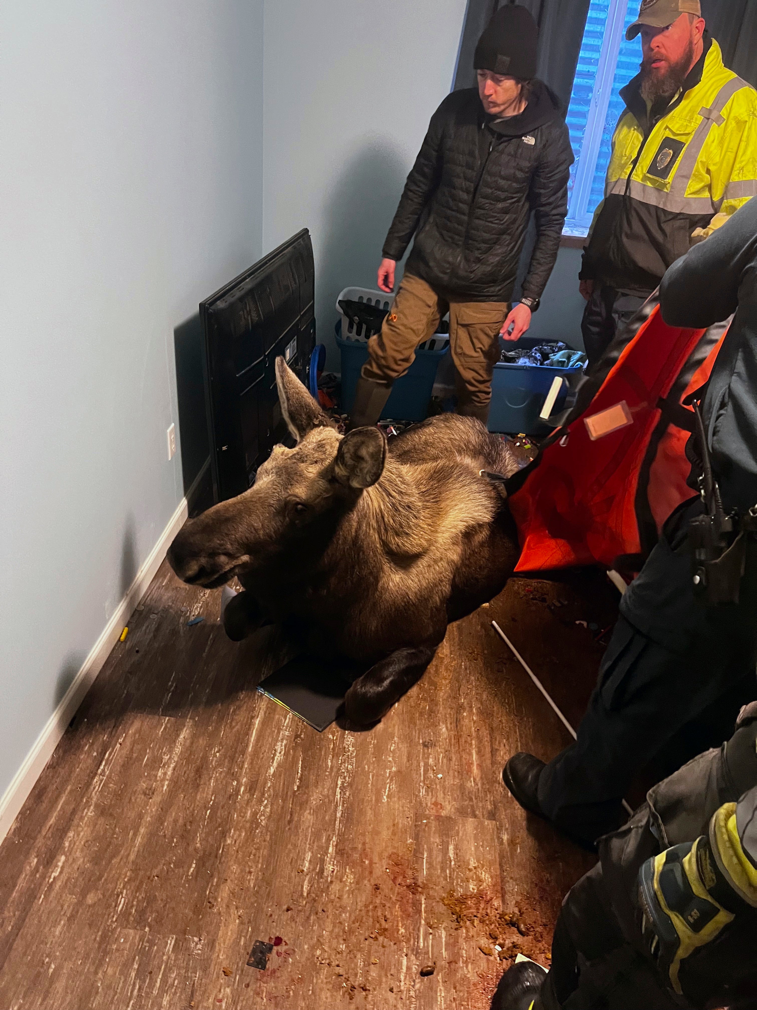 Alaska-Moose Rescue