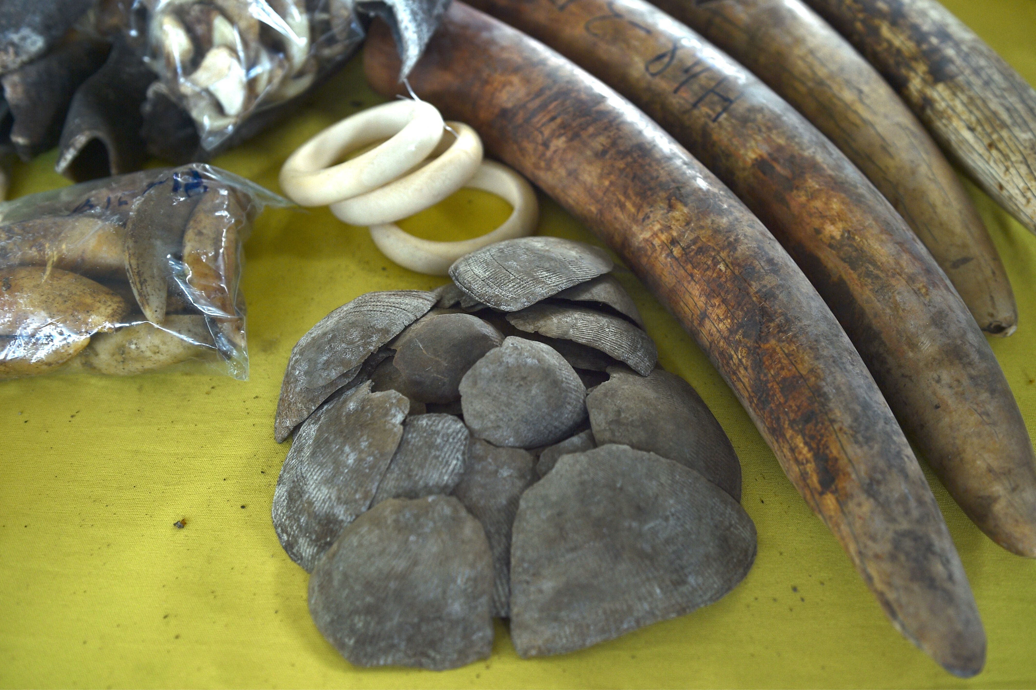 Seized animals body parts including pangolin scales and elephant tusks are displayed during a press conference at the customs complex in Port Klang in Selangor, west of Kuala Lumpur, in July