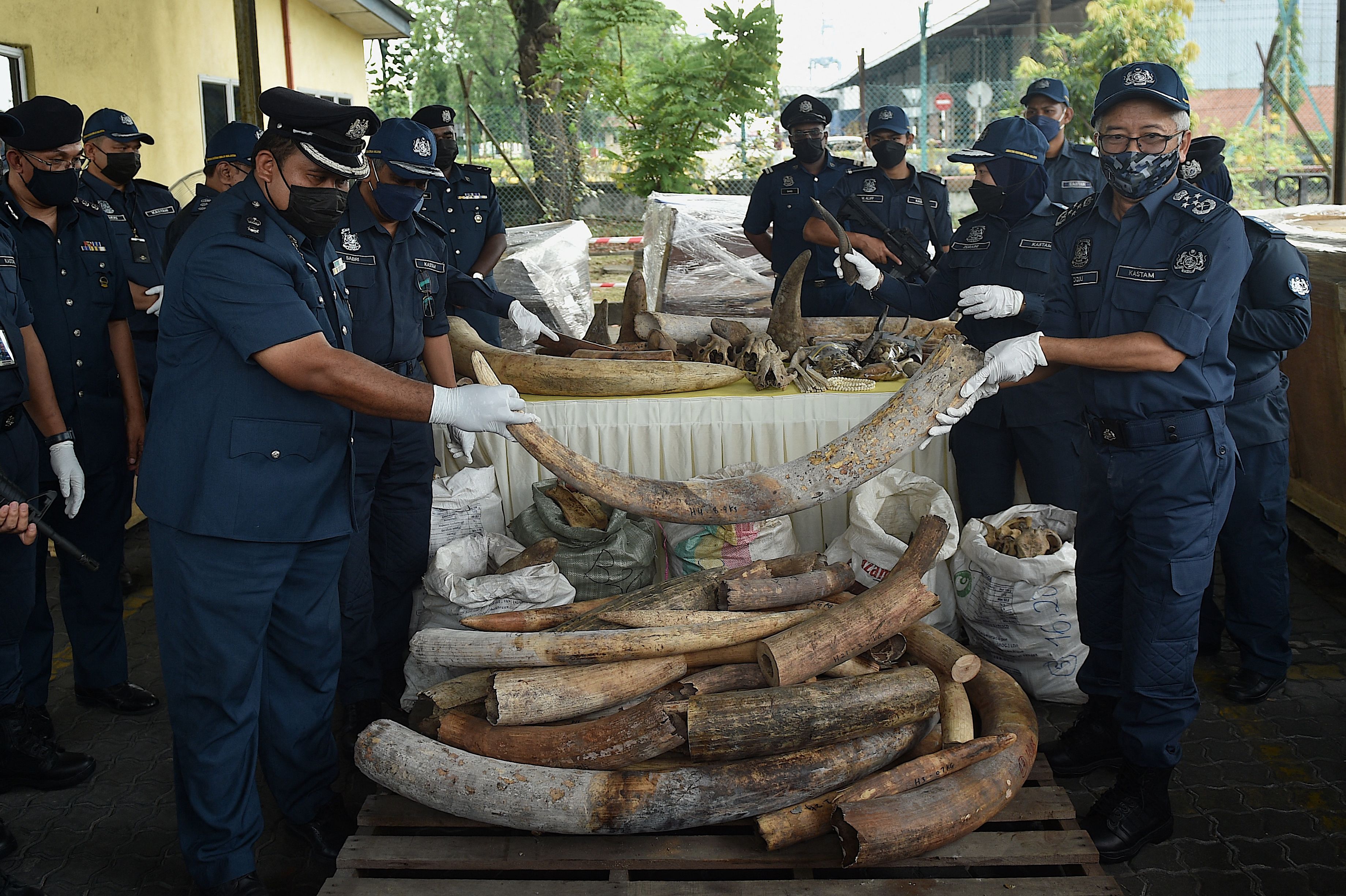 Malaysia’s customs officers display some of the 6,000kg of seized elephant tusks during a press conference at the customs complex in Port Klang in Selangor in July