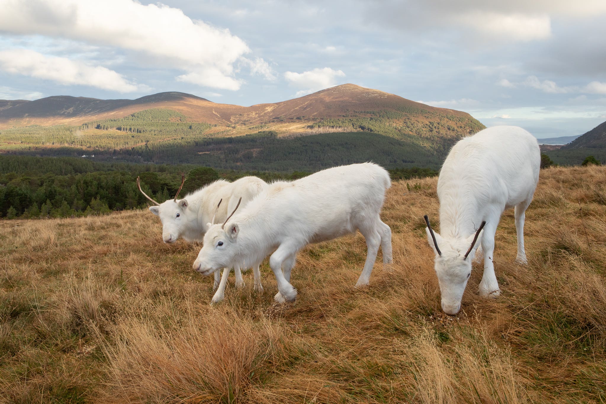 The reindeer will be making visits in the run-up to Christmas (VisitCairngorms/Cairngorm Reindeer Herd/PA)