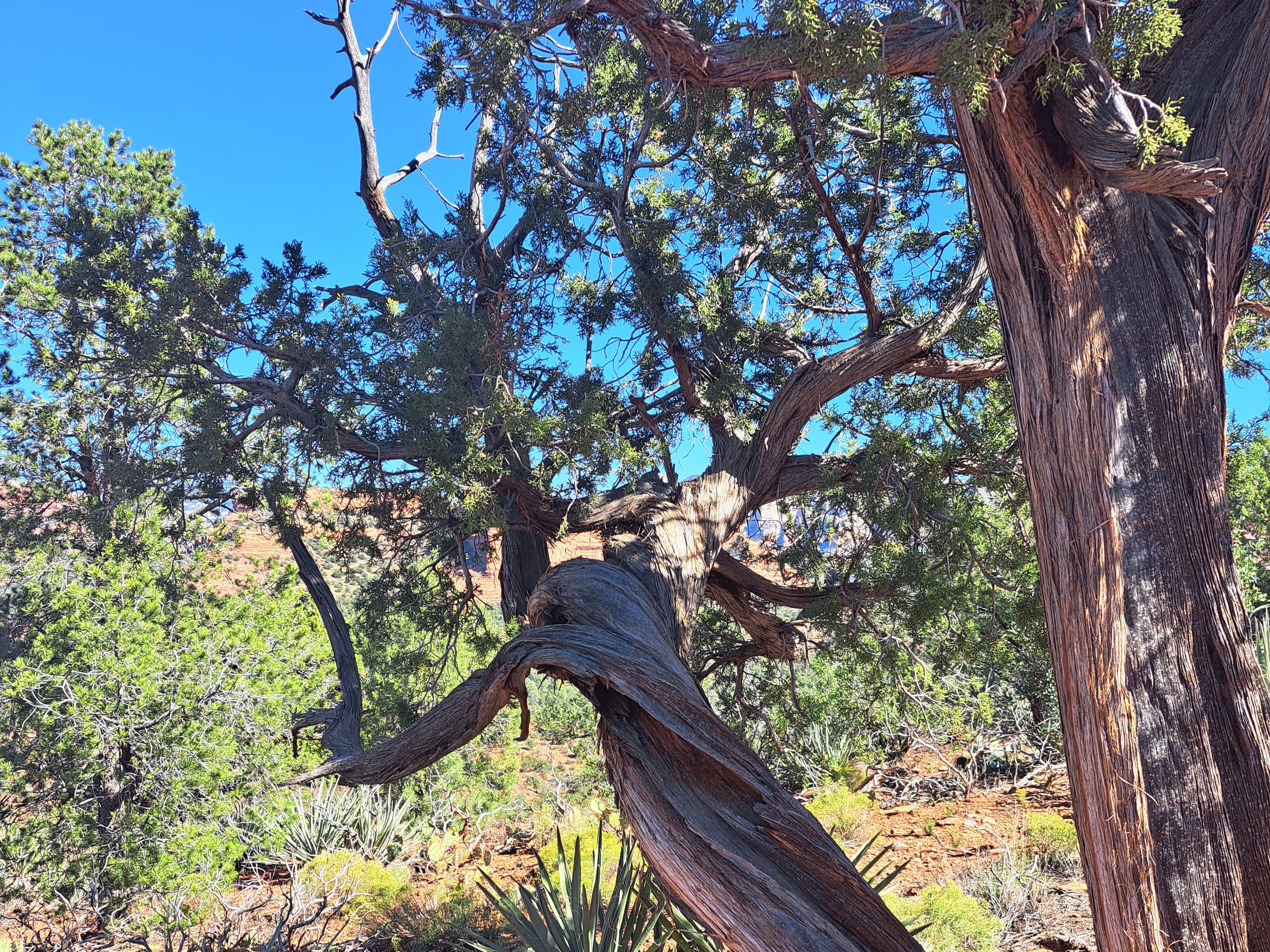 The energy is said to be strong enough to twist juniper trees