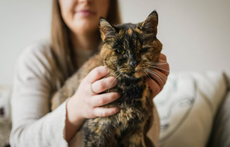 Meet Flossie: World’s oldest cat crowned in UK