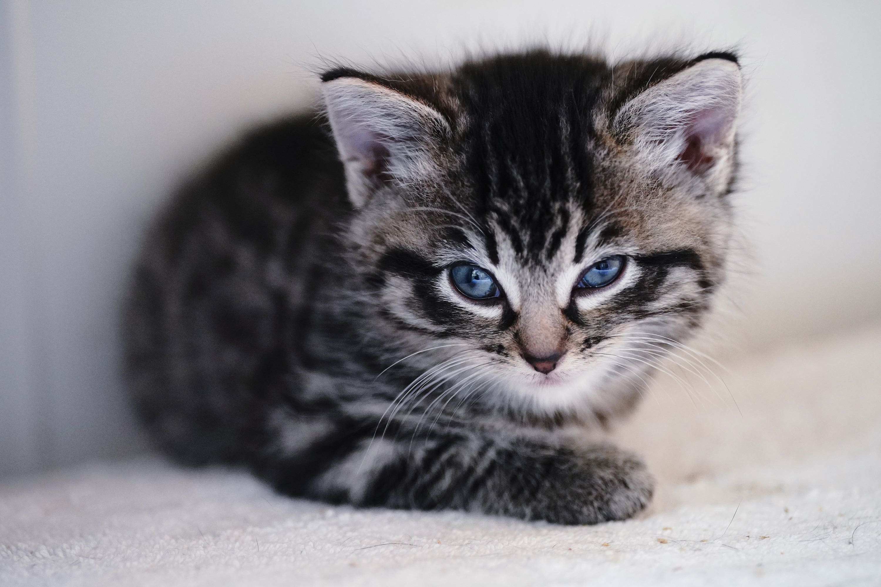 One of five six-week-old kittens born at an RSPCA centre after their mother was abandoned while pregnant (Yui Mok/PA)