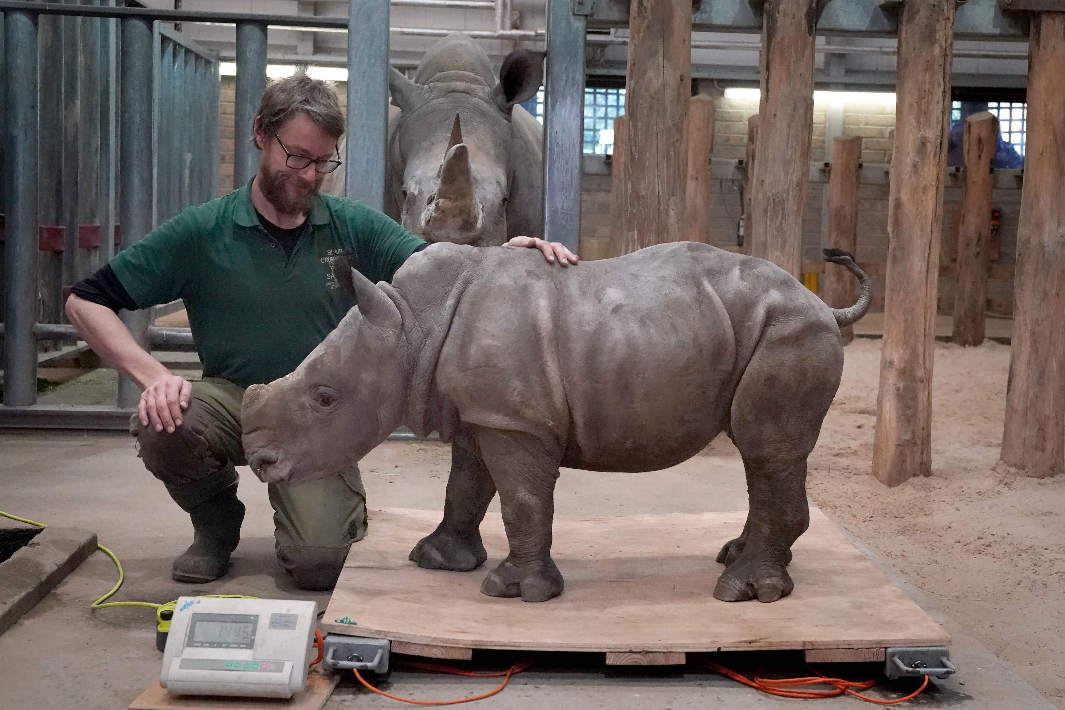 Morag with keeper Alex Wainwright as she is weighed (Andrew Milligna/PA)