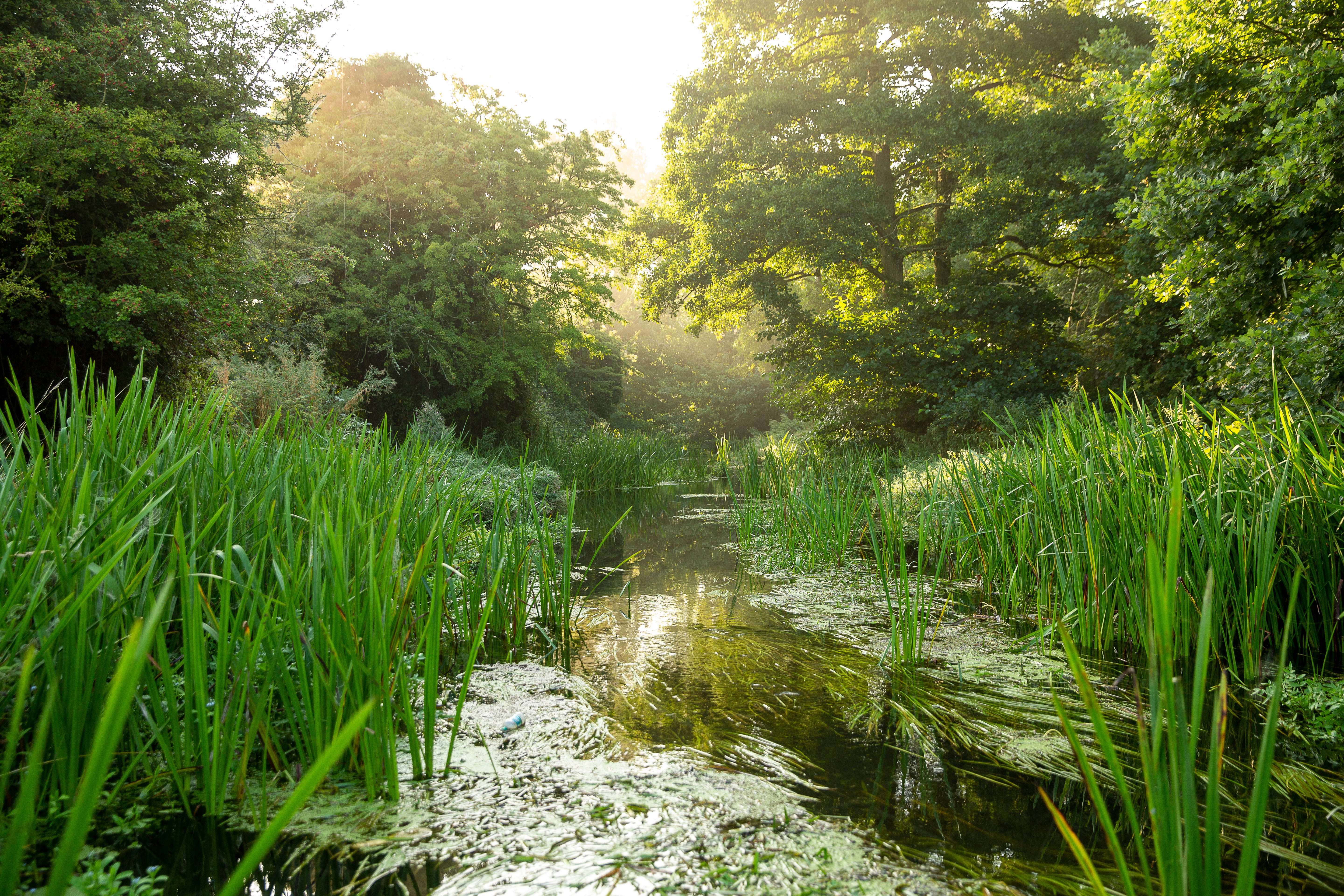 River Nar, Norfolk (Greg Armfield/WWF-UK/PA)