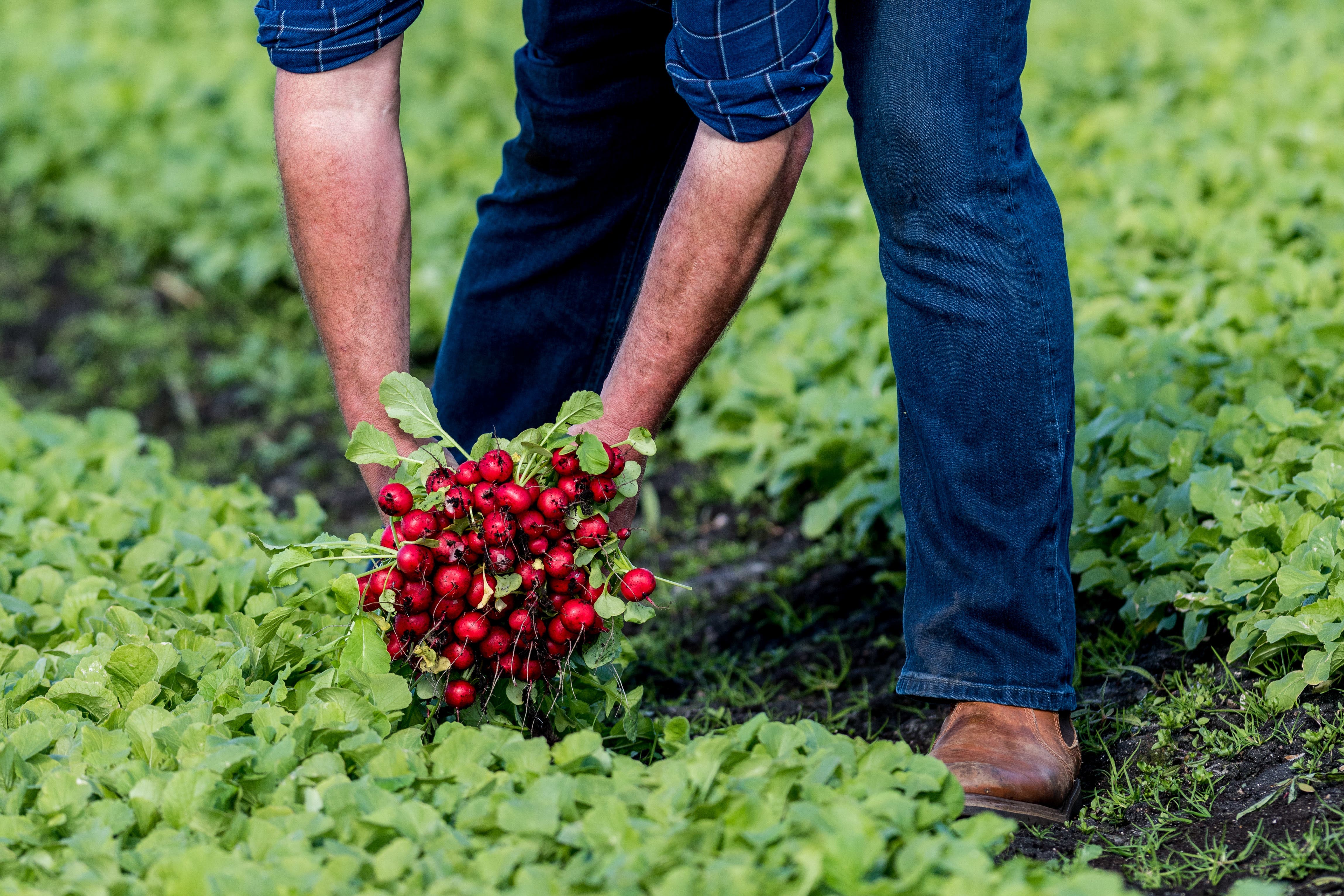 Government inspectors have come across debt bondage among seasonal workers on British farms, the official in charge of labour market enforcement told MPs. (Dan Law/PA)