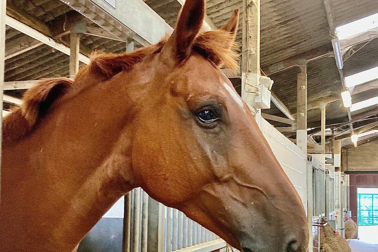 Police horse Rocky (Avon and Somerset Police)