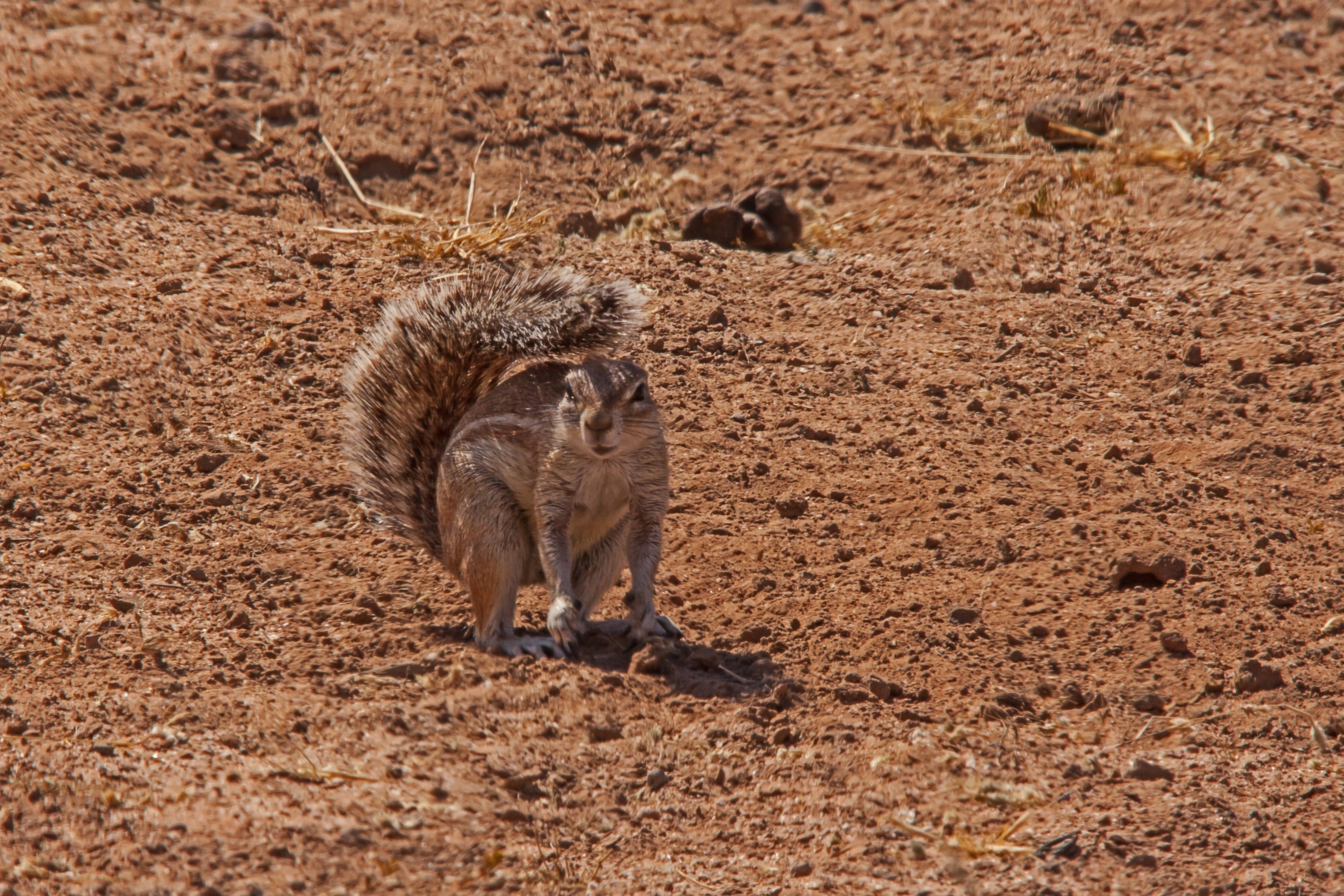 The Cape Ground Squirrel have seen their feet grow and bodies shrink following increasing temperatures