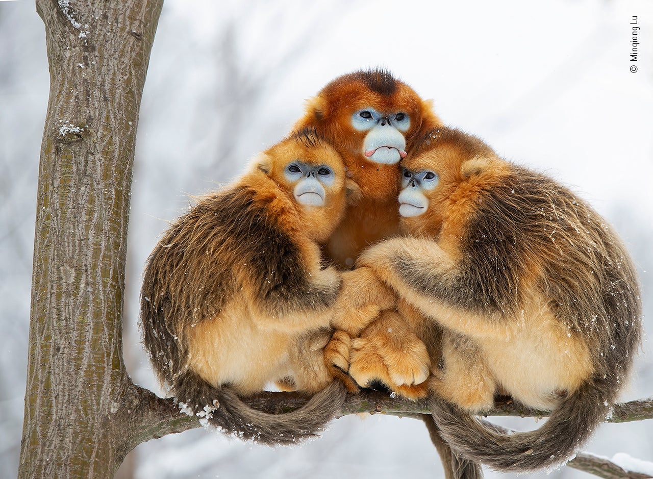 A golden huddle